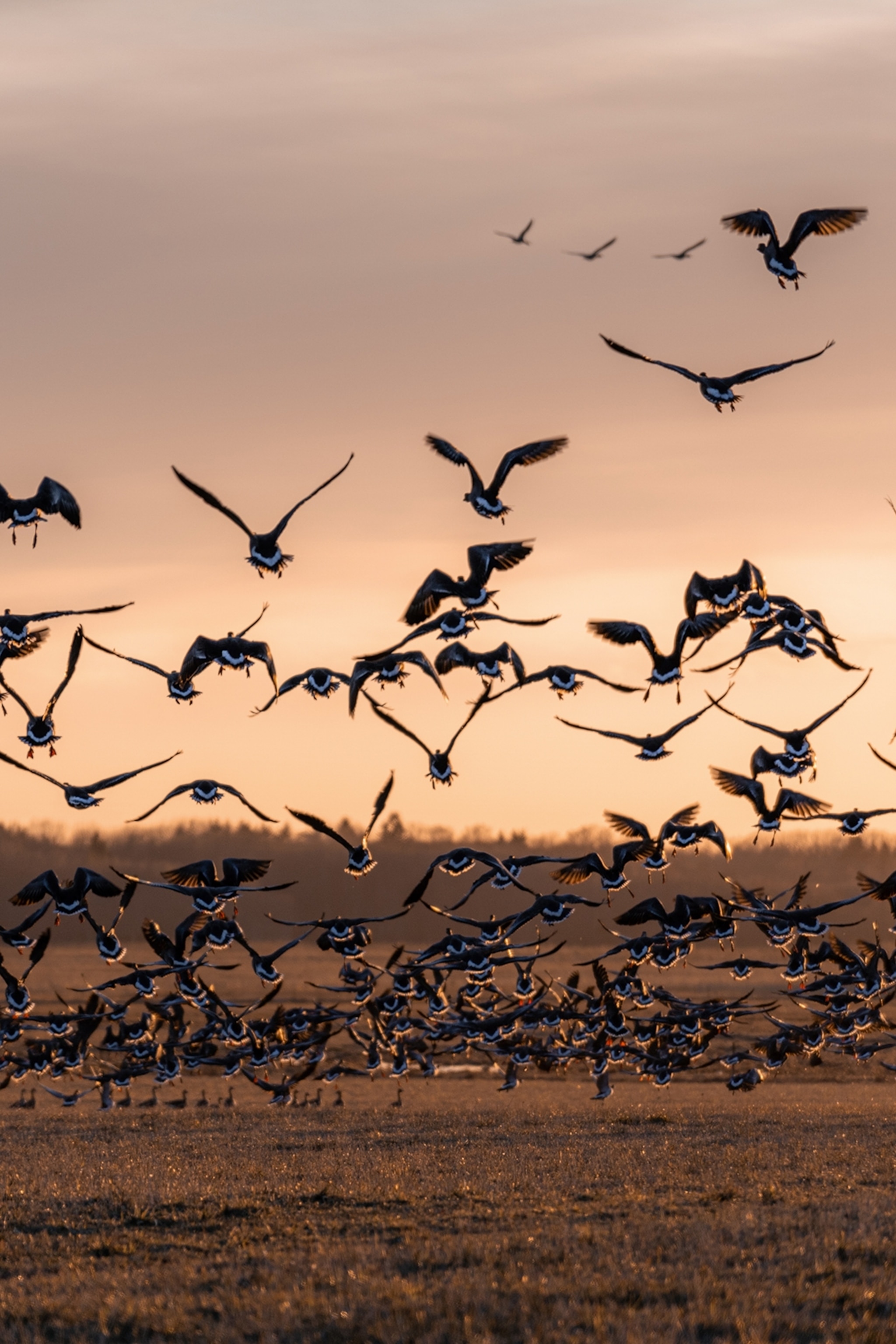 A swarm of birds taking flight in a flat park at sunset.