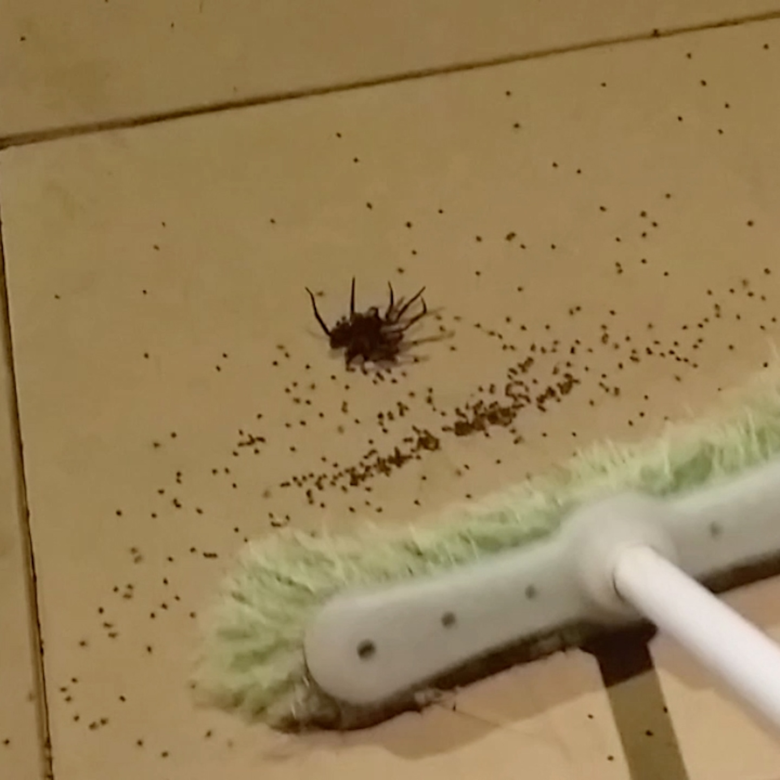 why-are-spiders-in-my-shower-antworks-pest-control-pest-control