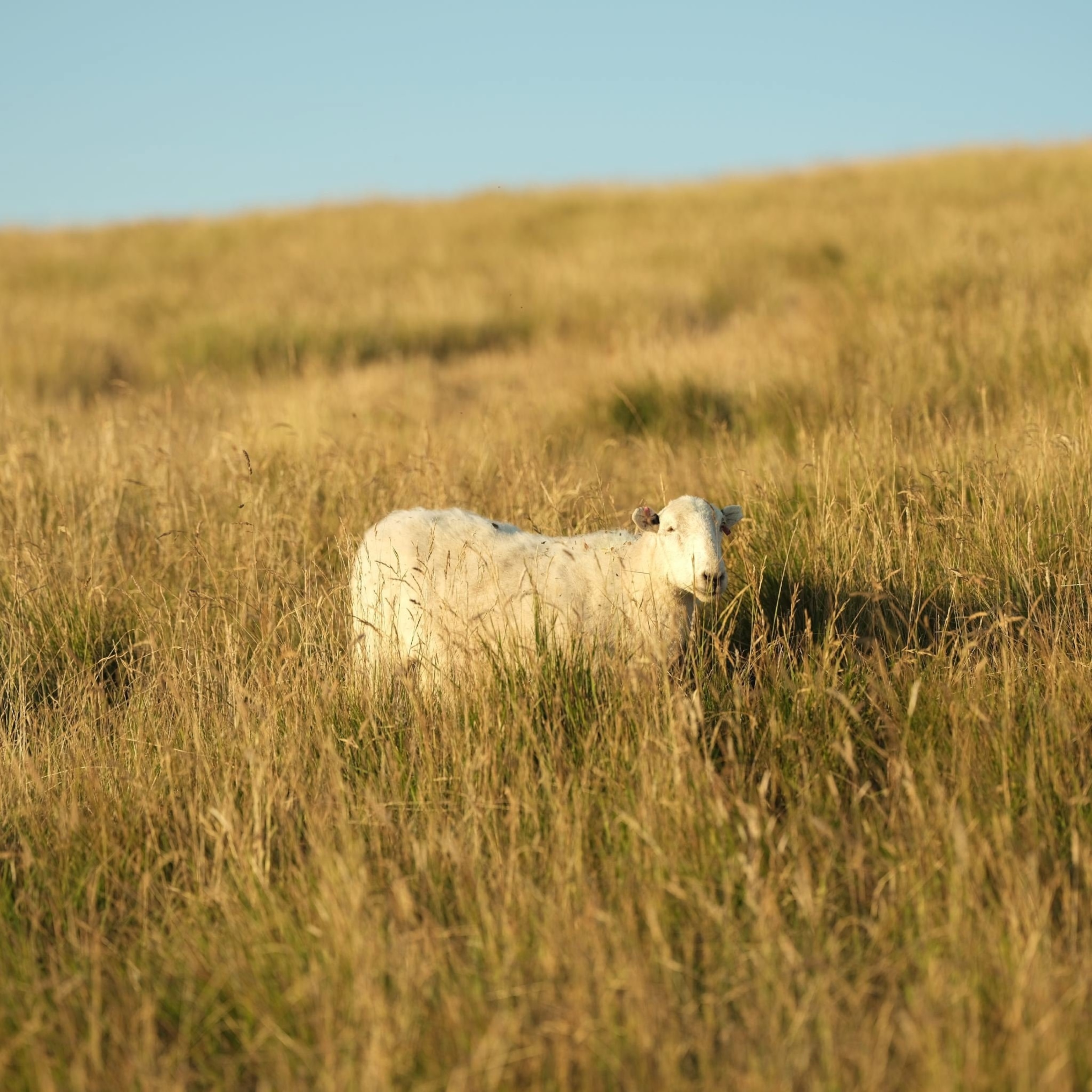 a sheep in southern England wine country