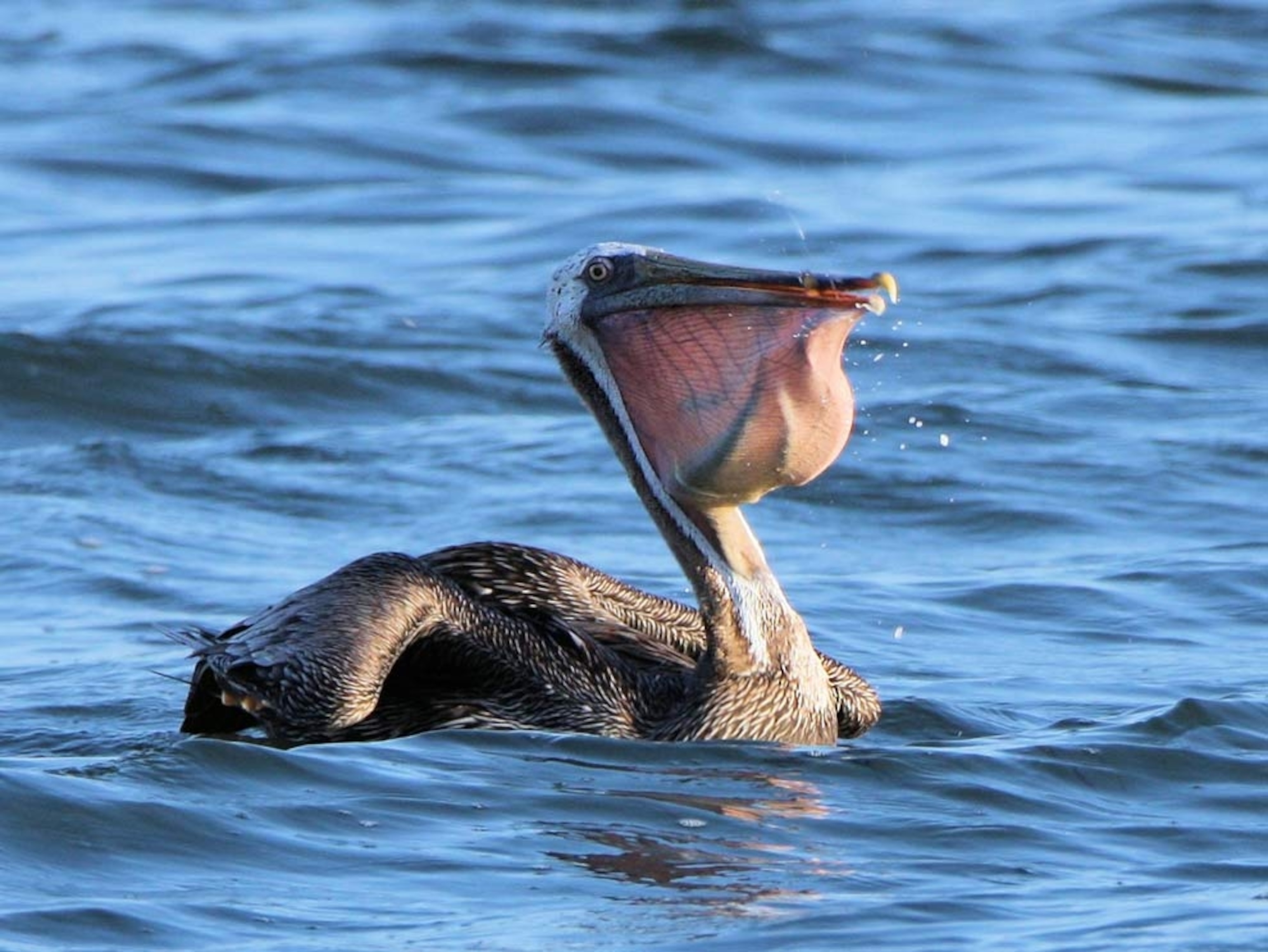 A pelican with fish inside its beak
