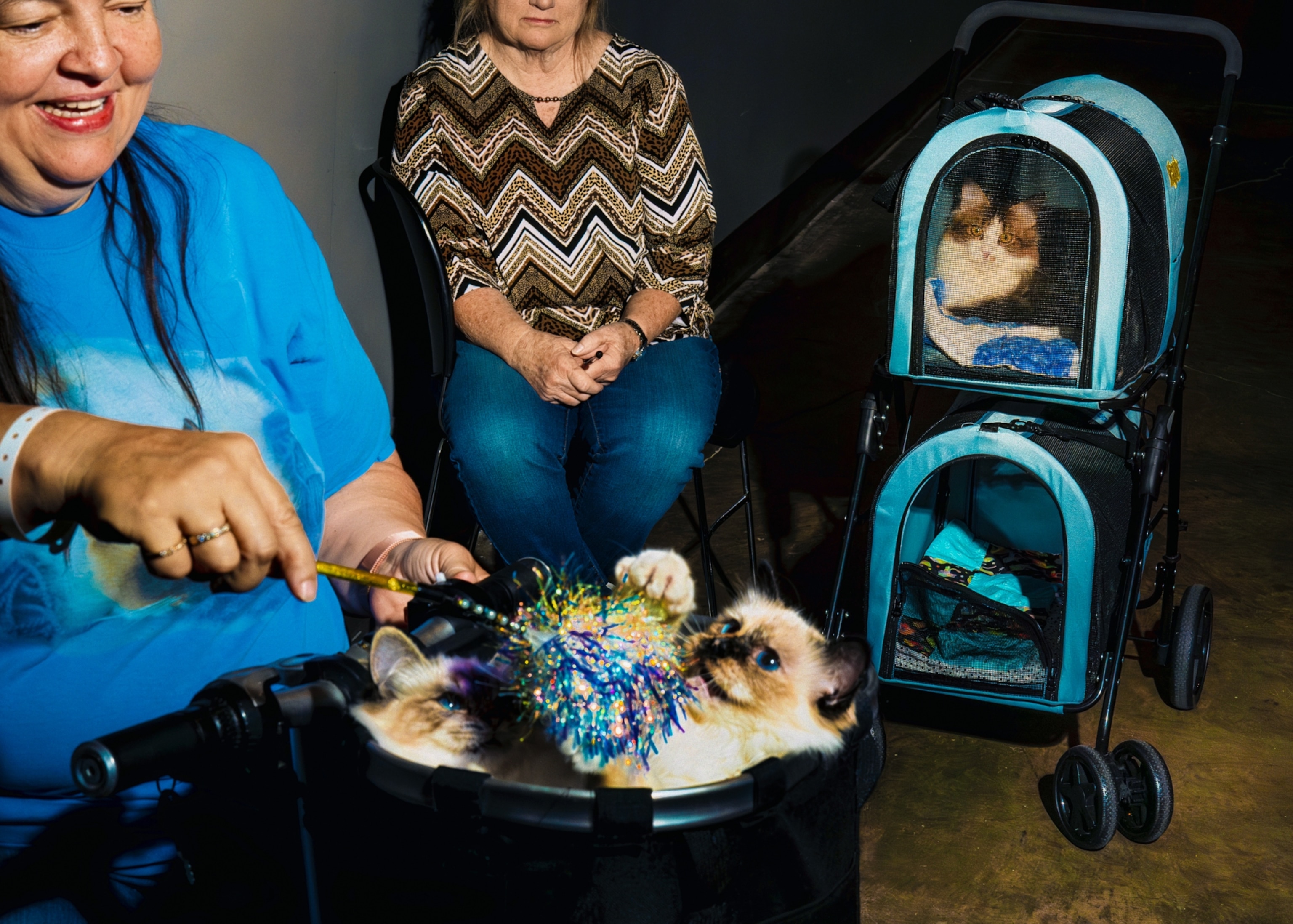 A woman using tassels to play with two Birman kittens laying in the basket of a motorized mobility scooter