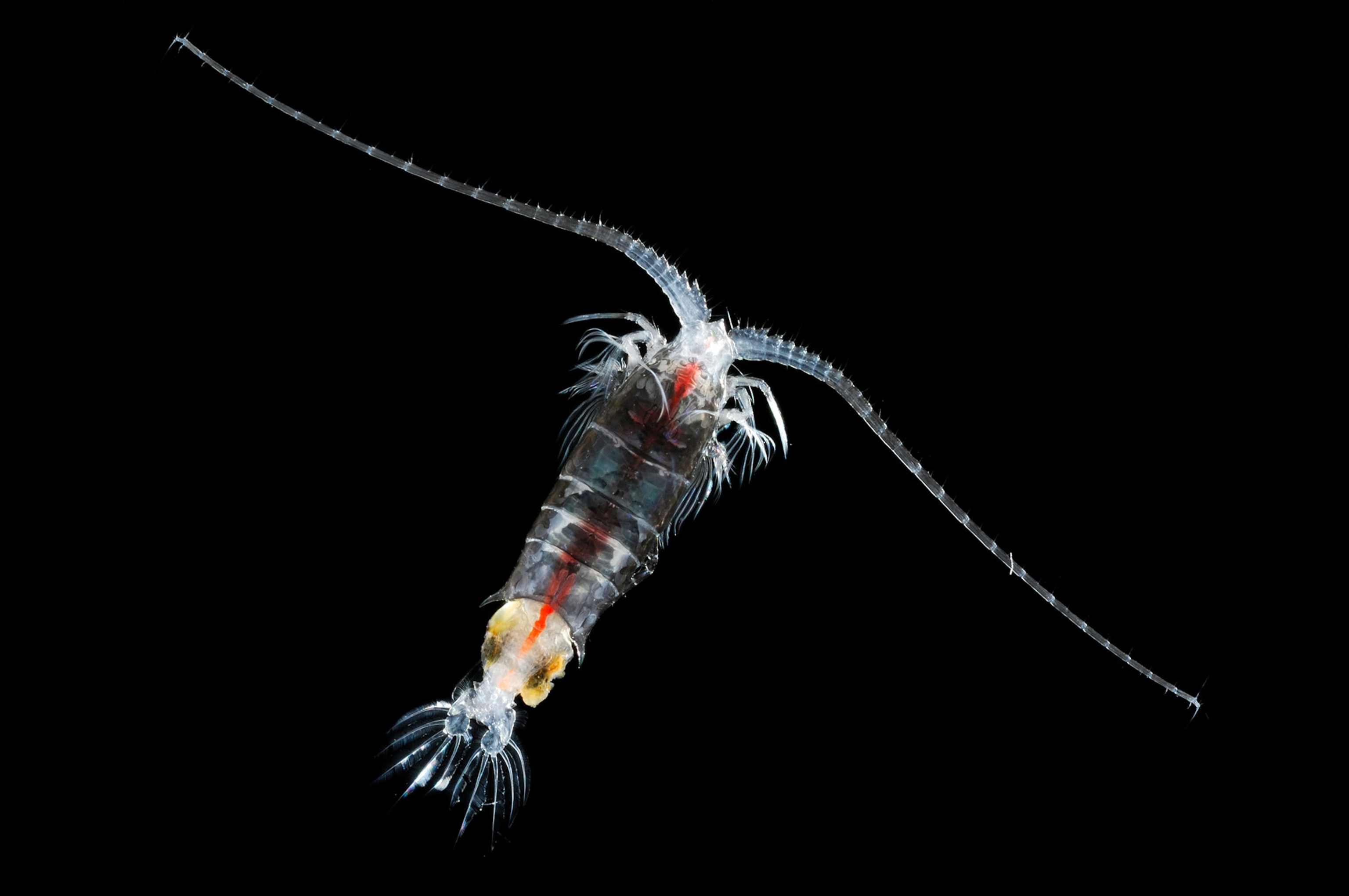 marine planktonic copepod,Gaussia princeps