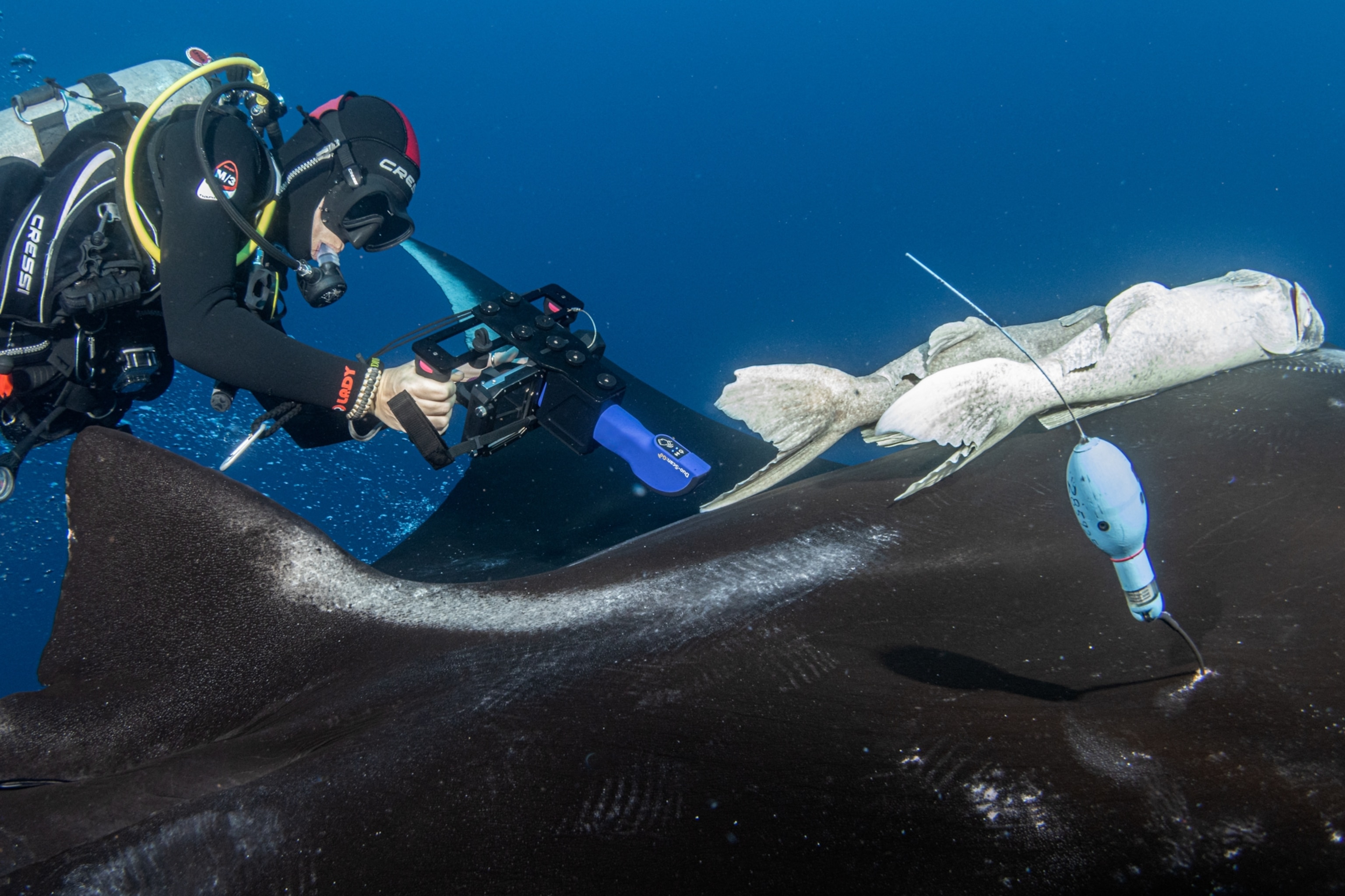 A diver with a portable ultrasounds scans a manta ray underwater. A remora fish is attached to the ray, carrying a sensor.