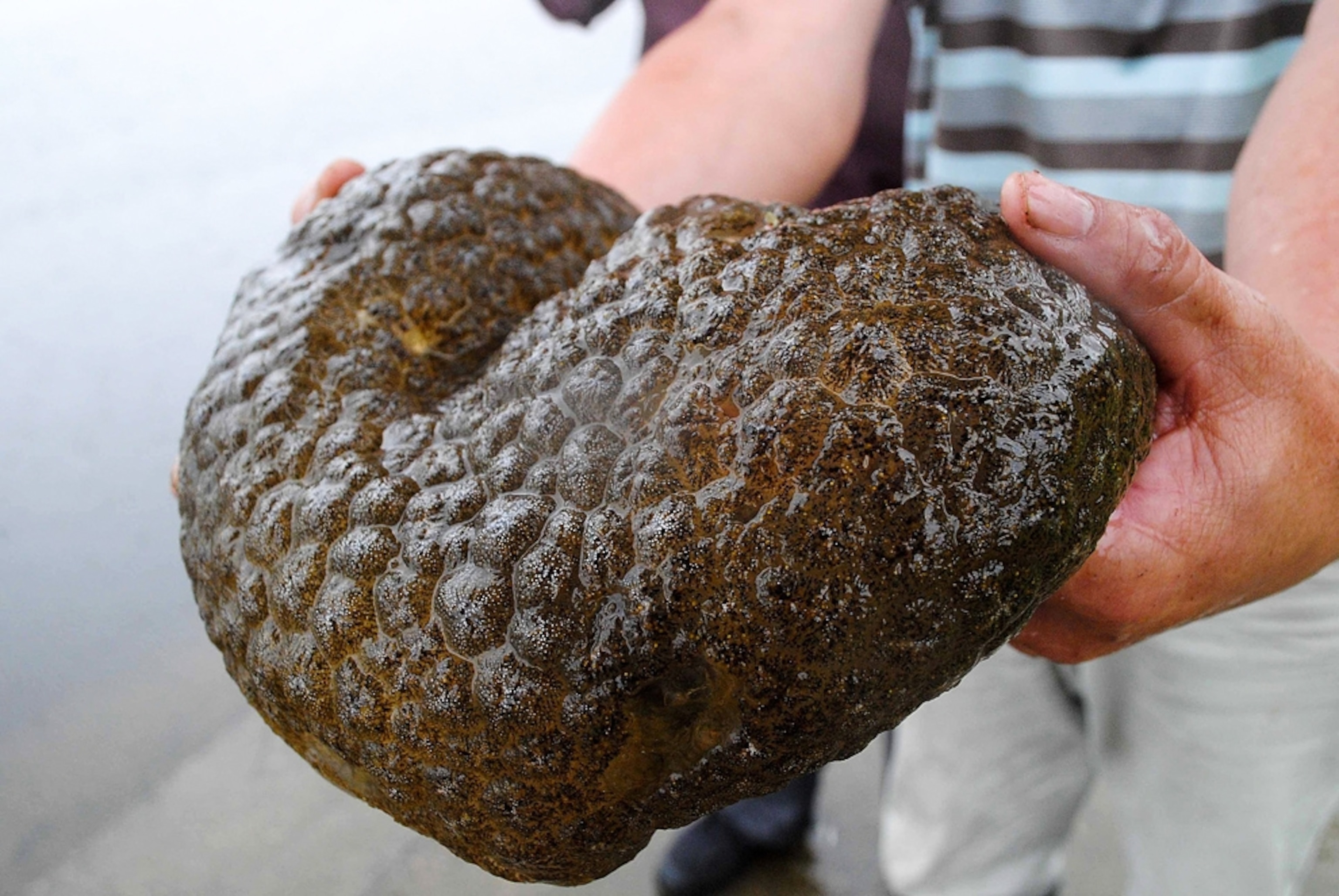 the mysterious blob found in algae-infested coastal waters.