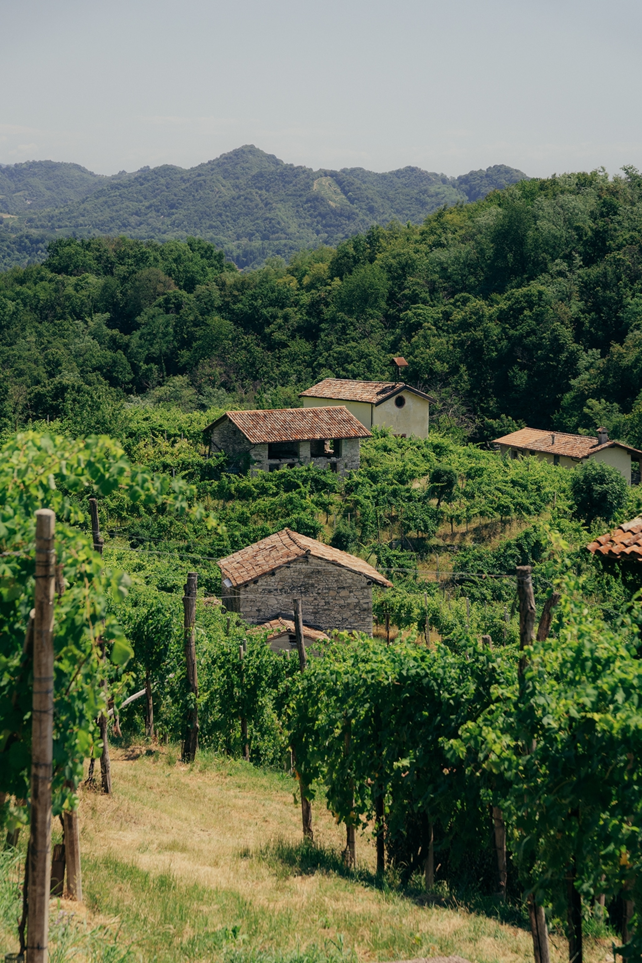 A rural village in Italy with stone hoses half-hidden behind dense vineyards and hills.