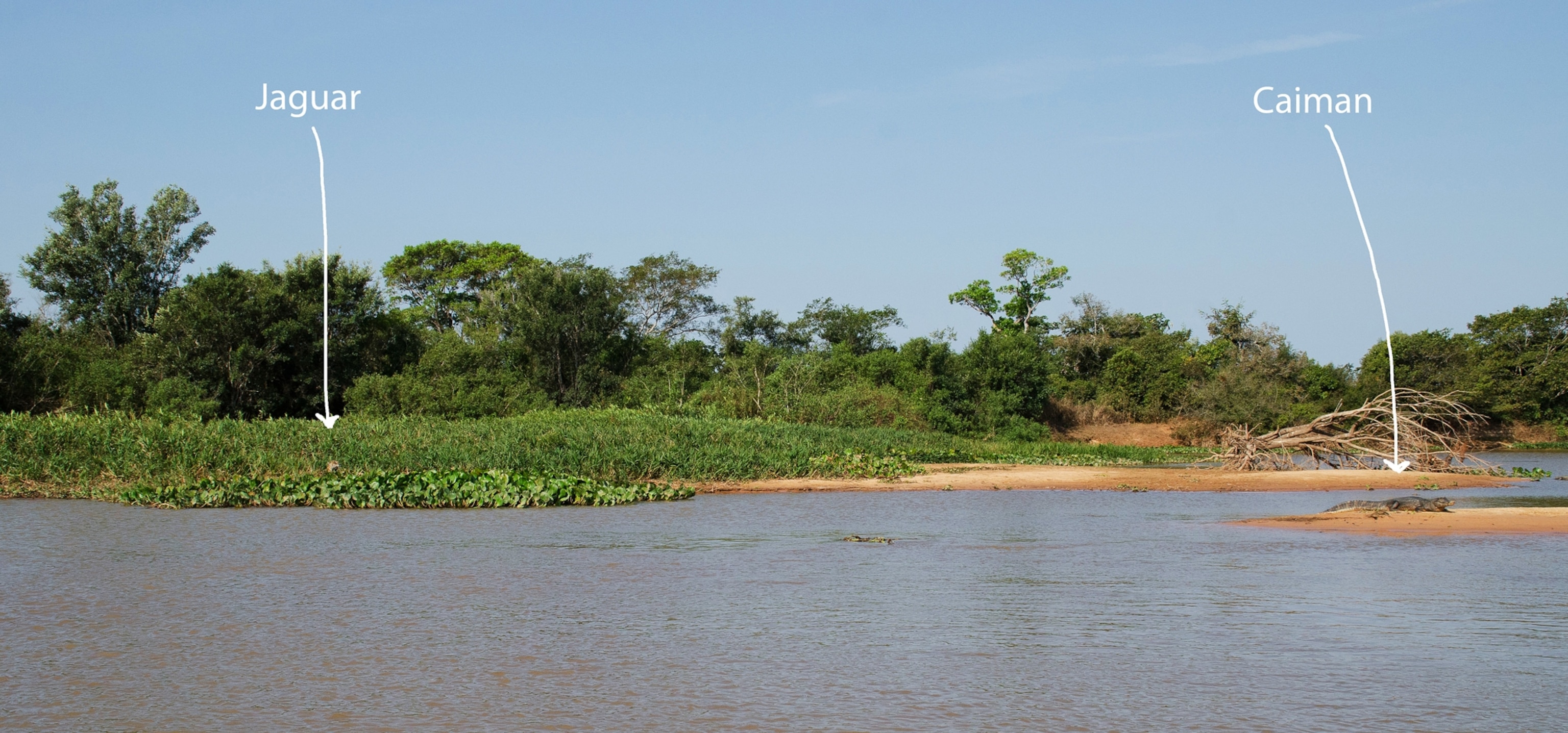 a jaguar stalking a caiman in Brazil