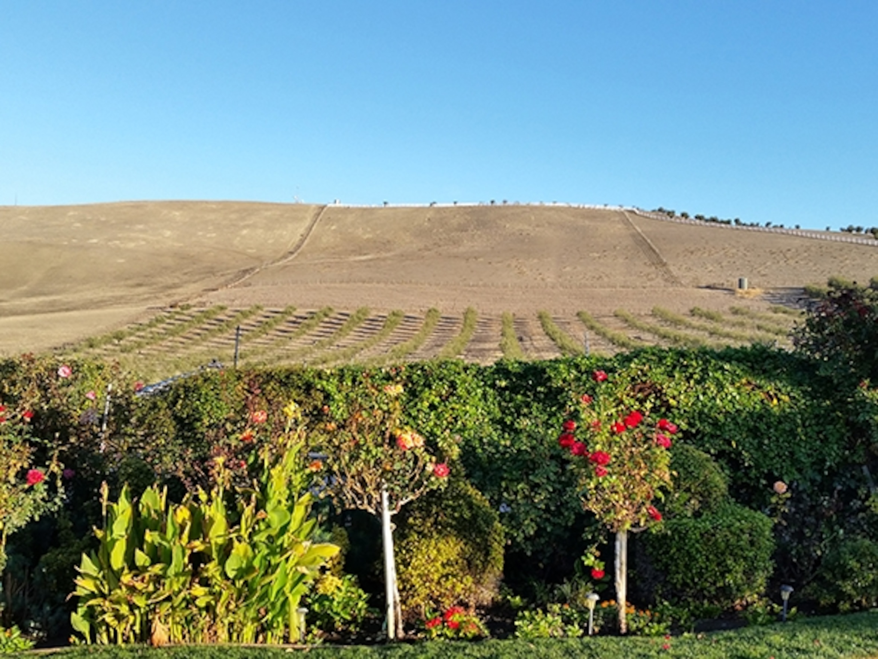 A vineyard at 3 Steves Winery (Photograph by Robert Reid)