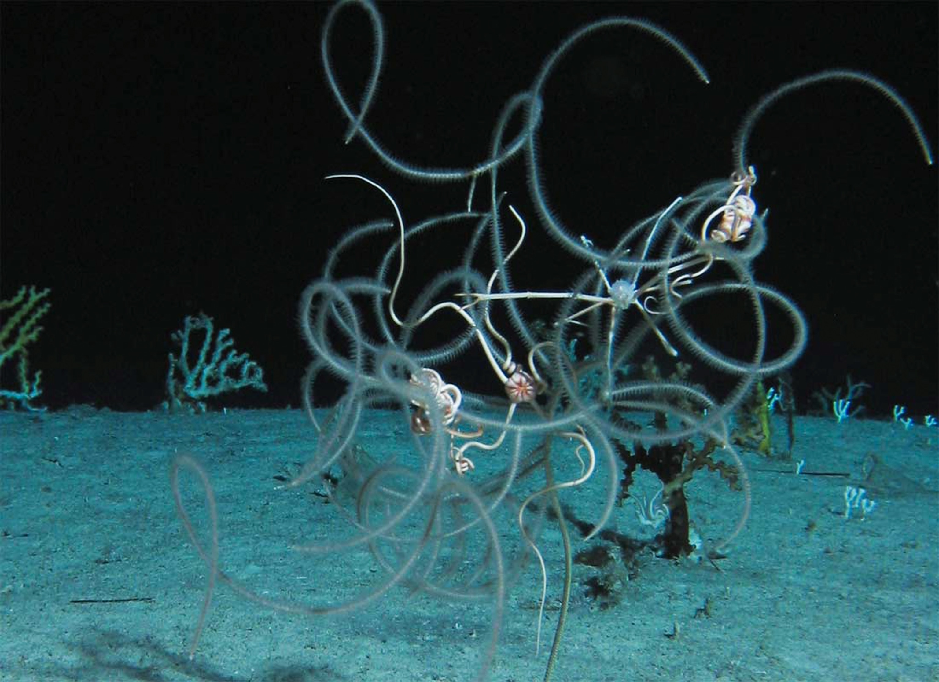 Pictures: Glowing Deep-Sea Creatures Found in Caribbean | National ...