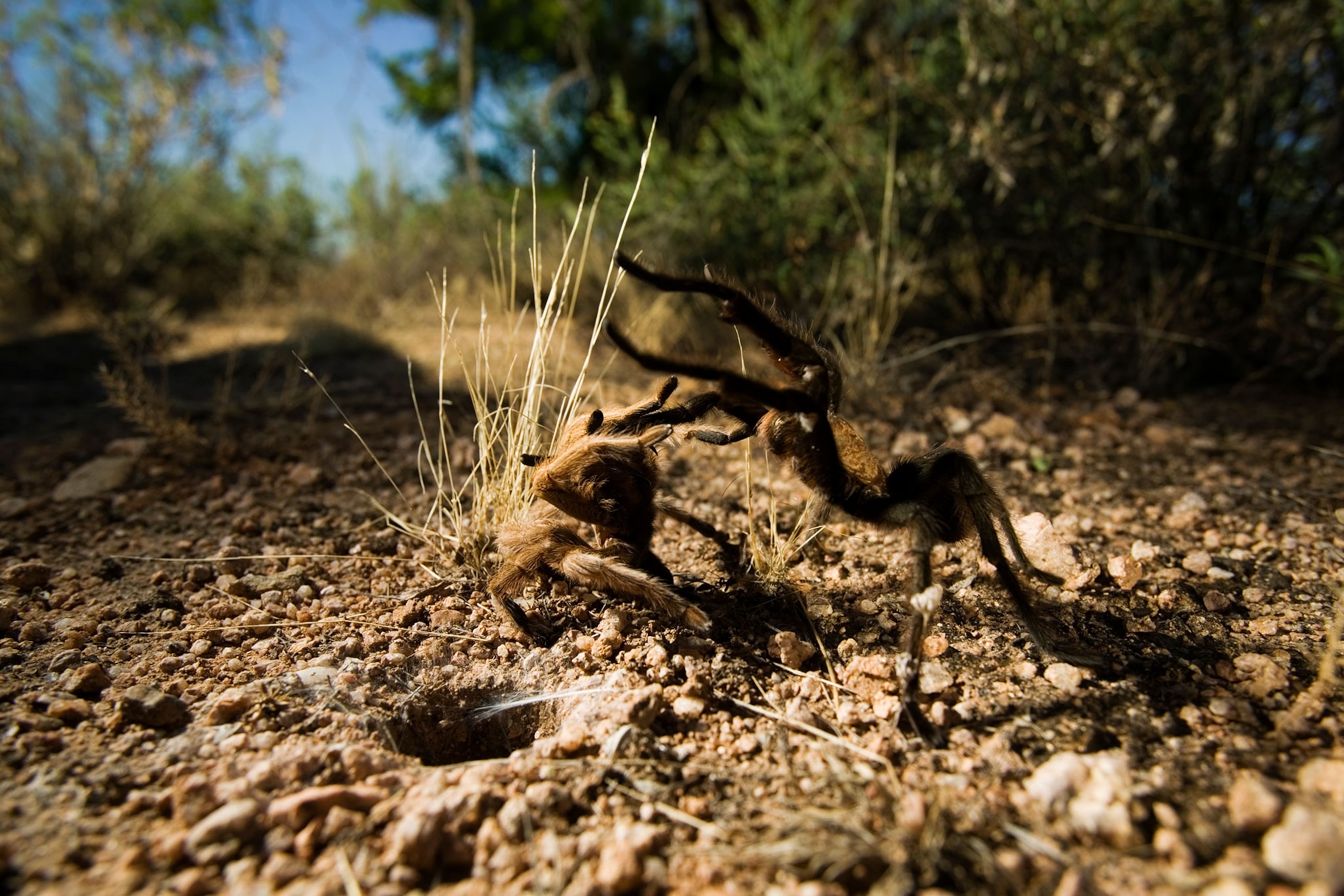 Arizona blond tarantulas mate