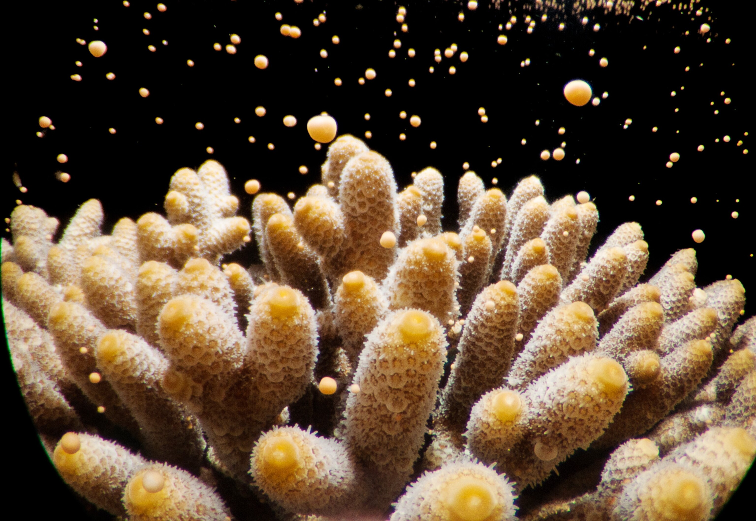 great barrier reef in australia