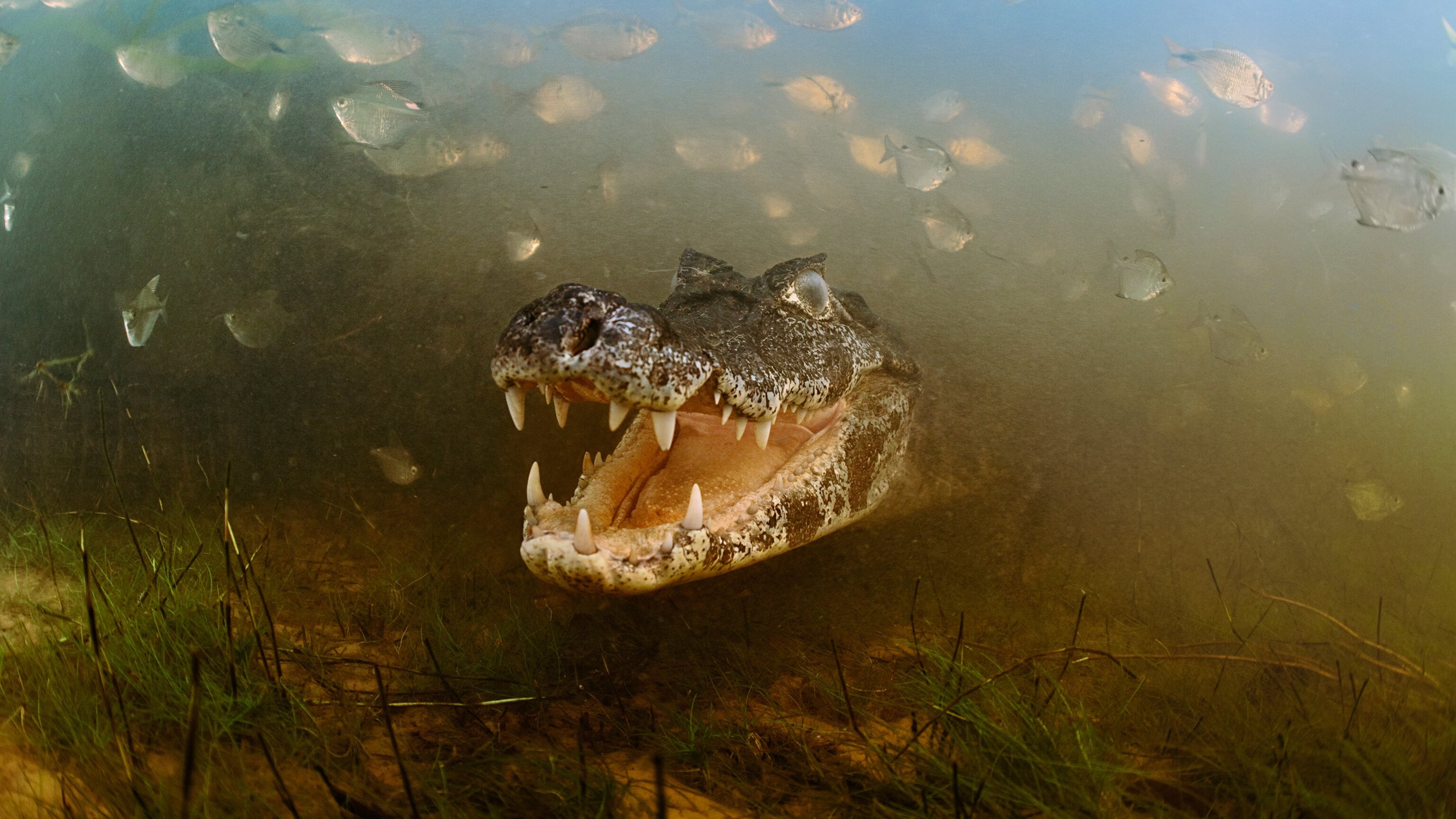 How to Explore the Pantanal | National Geographic