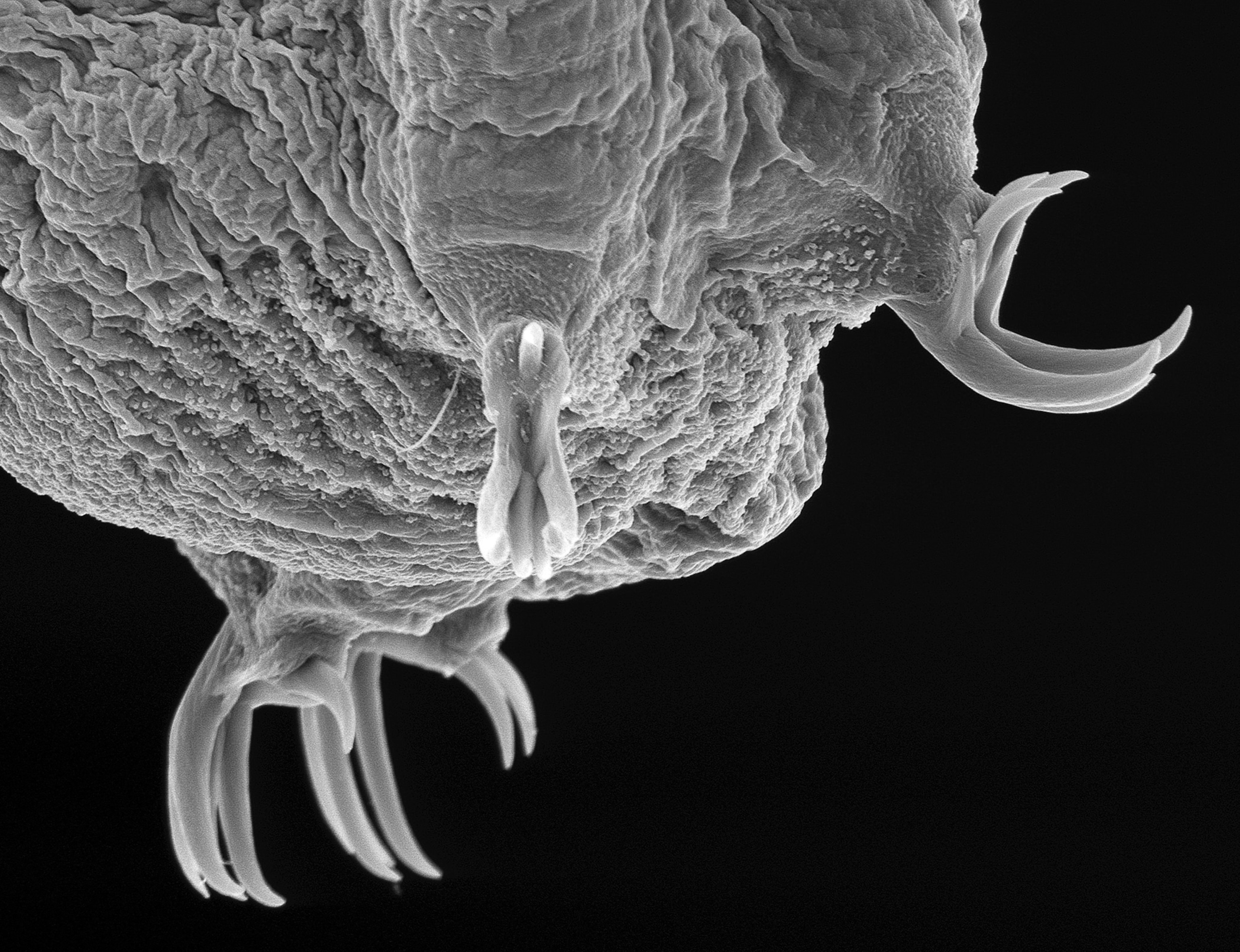 New Boneworm - Picture of the jaws of a male bone-eating worm found in Antarctica