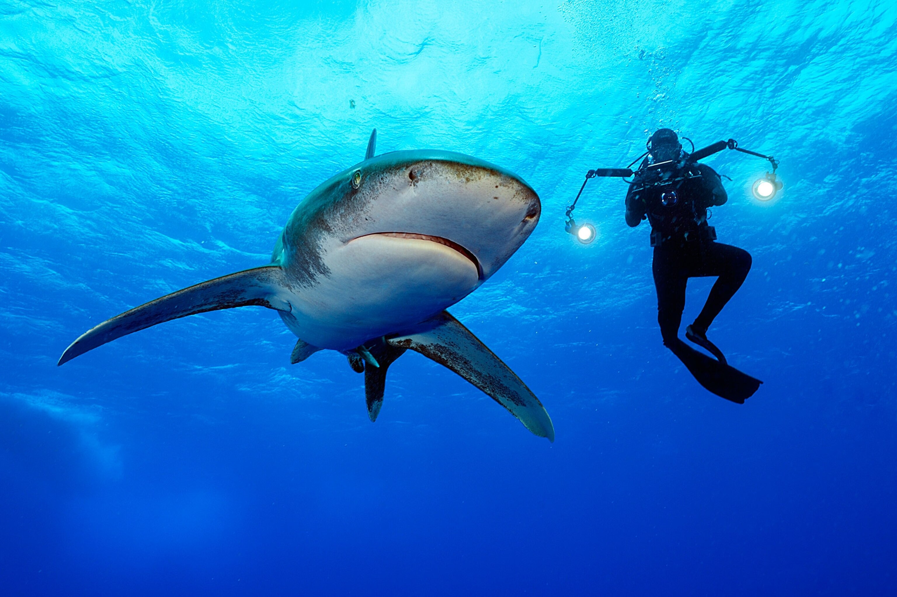 a scuba diver next to an oceanic whitetip shark