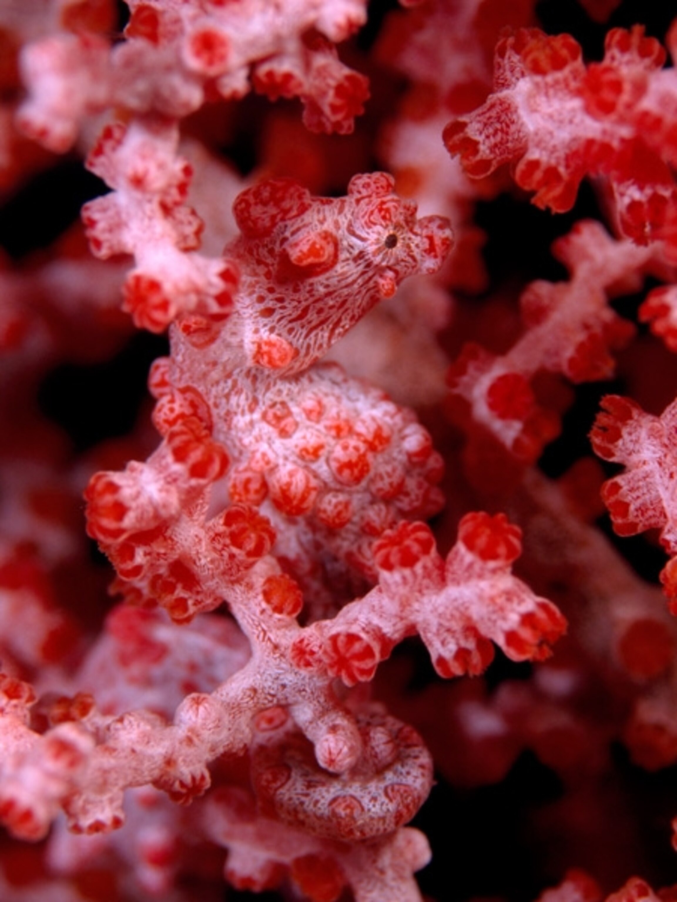 A sea horse hidden in branches of coral
