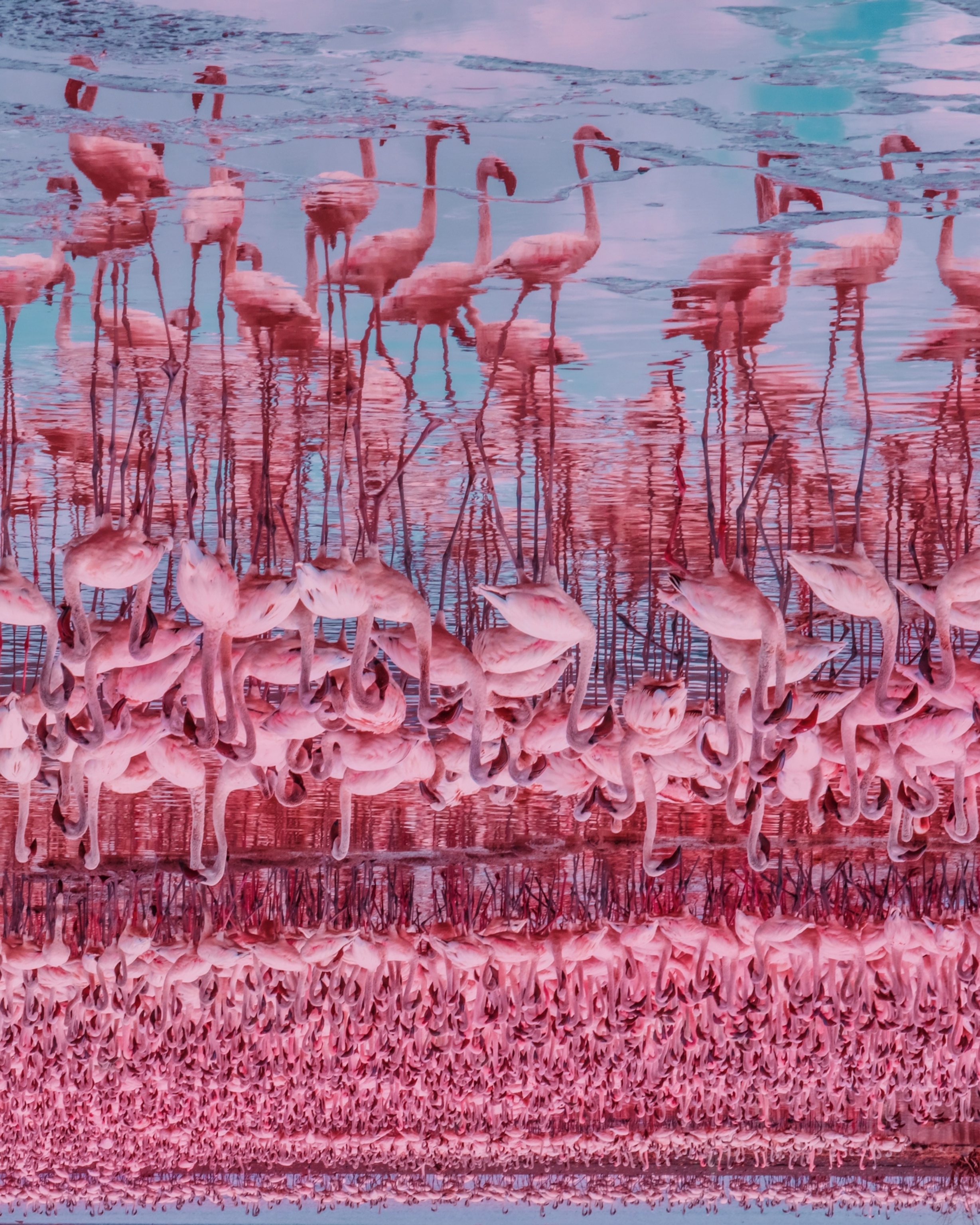Thousands of pink flamingos standing in a lake.