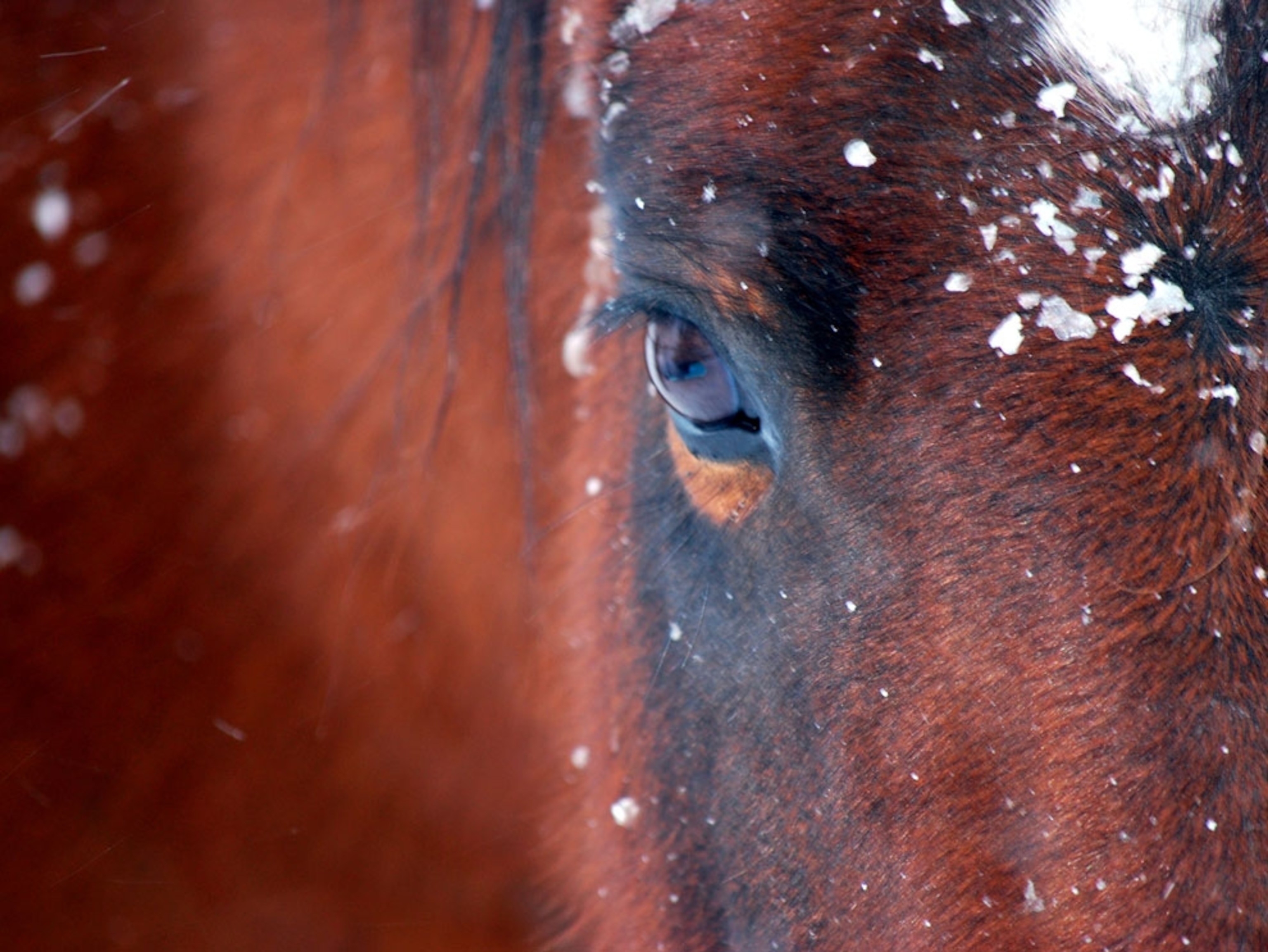Close view of a horse’s eye