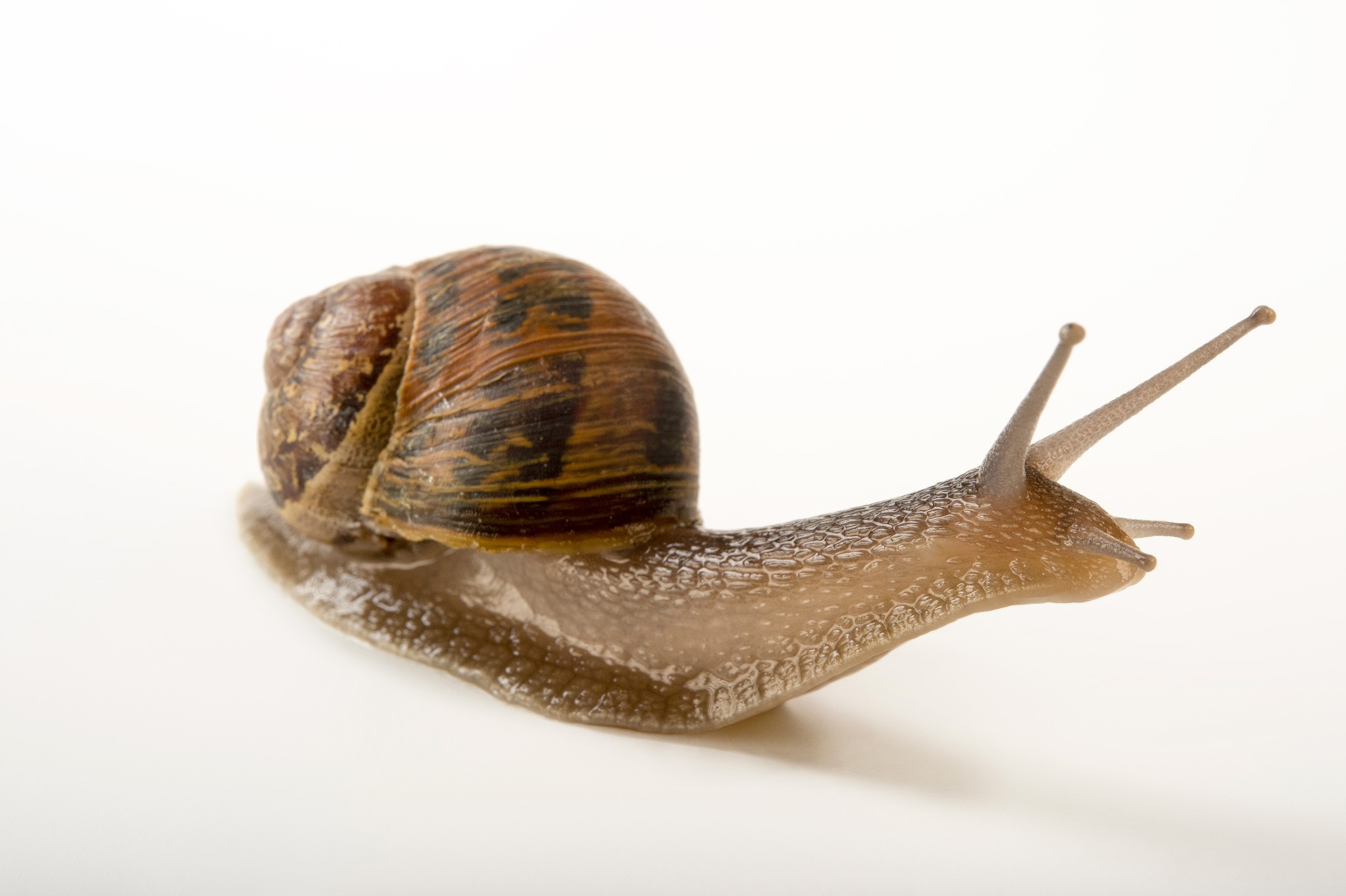 a snail