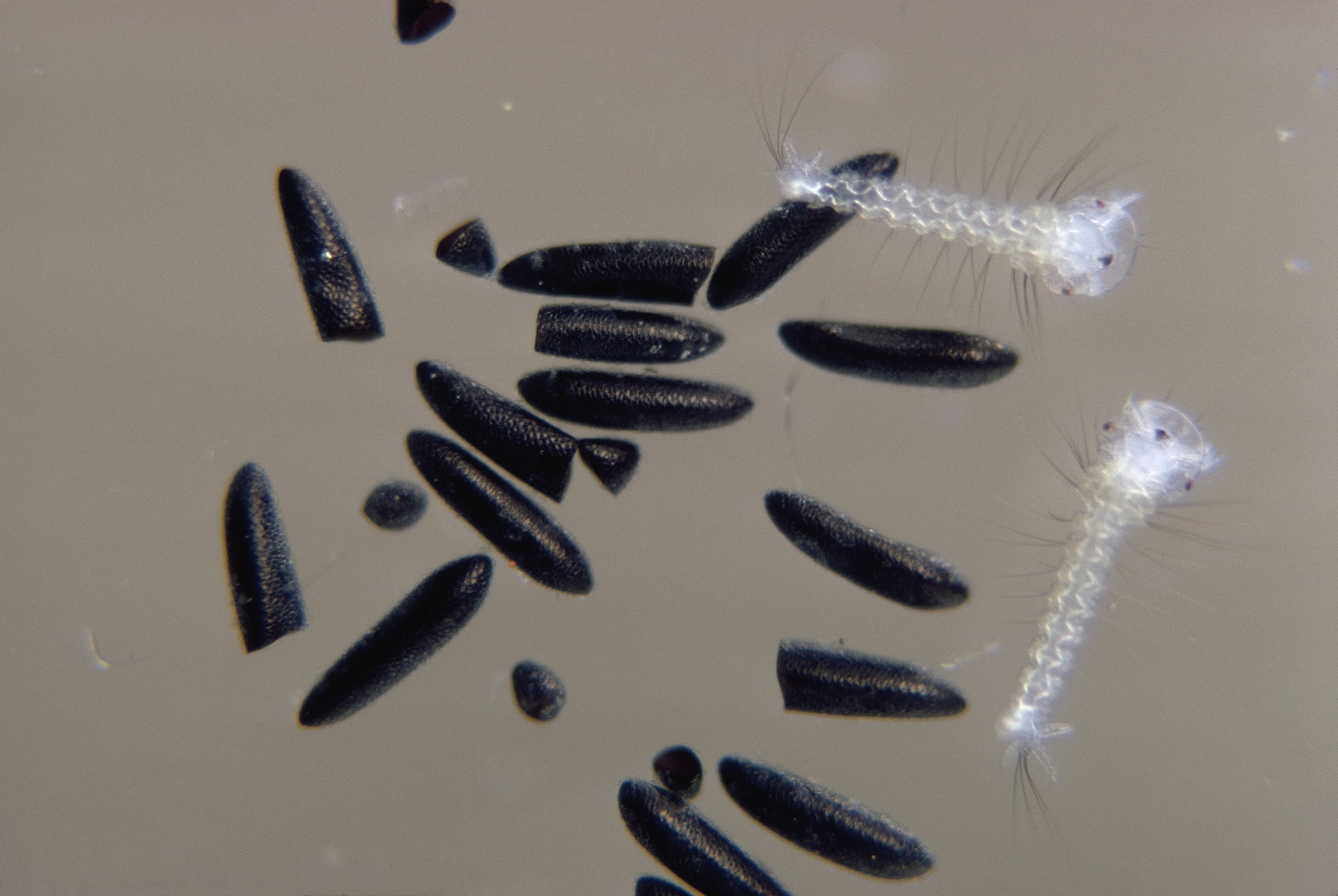 Two mosquito larvae emerge out of their dark eggs.