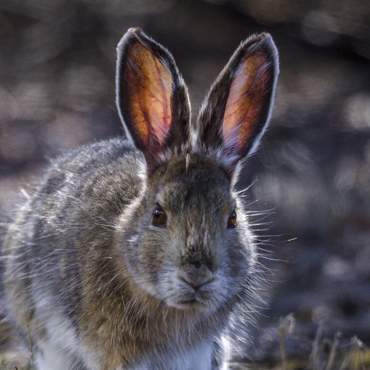 Snowshoe Hare Thumb ?w=1200