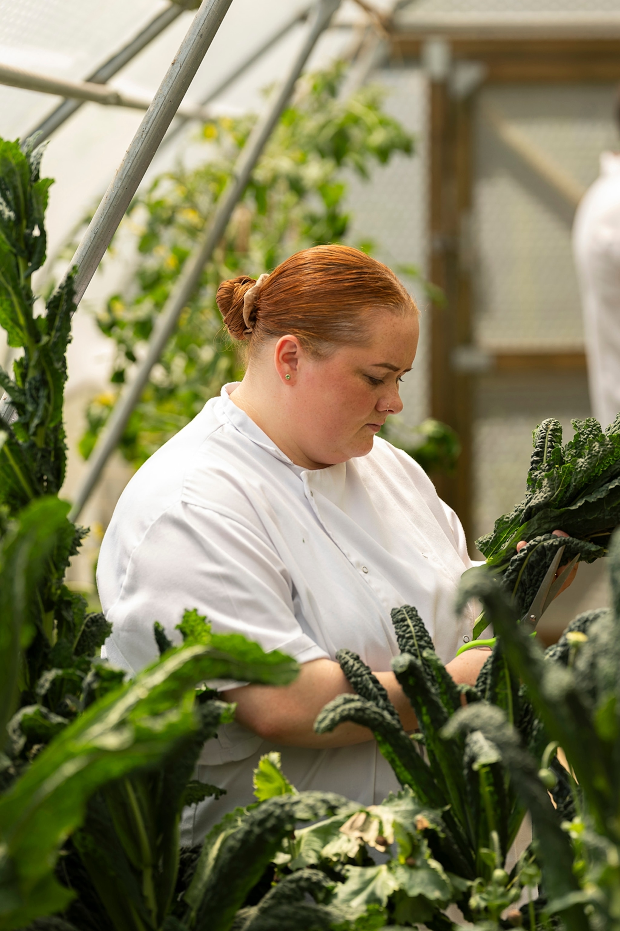 A young female chef picking leaves in a kitchen garden.