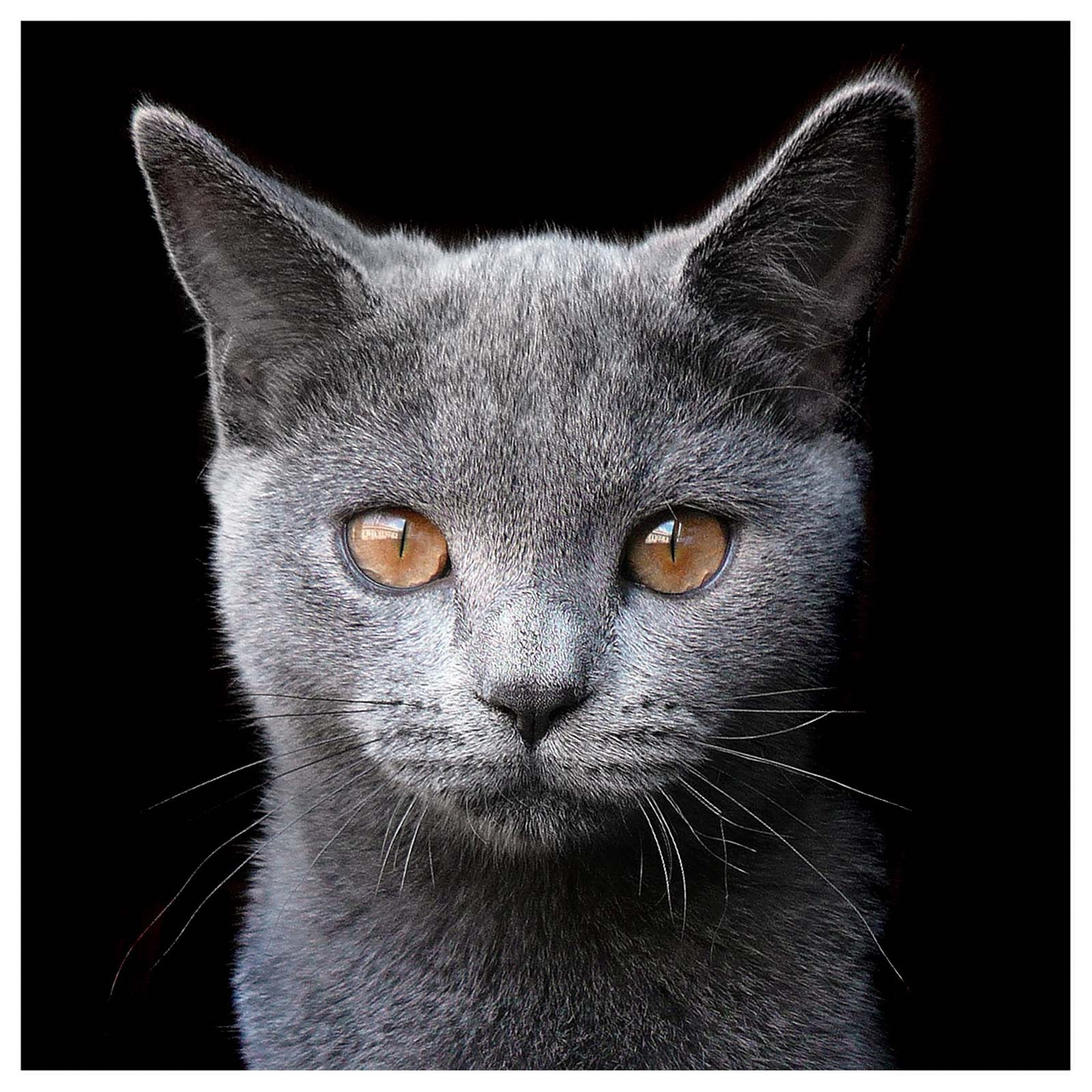 a cat looking at the camera