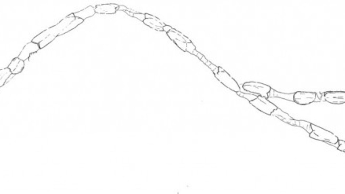 Repost: Synophalos Formed Cambrian Conga Lines | National Geographic