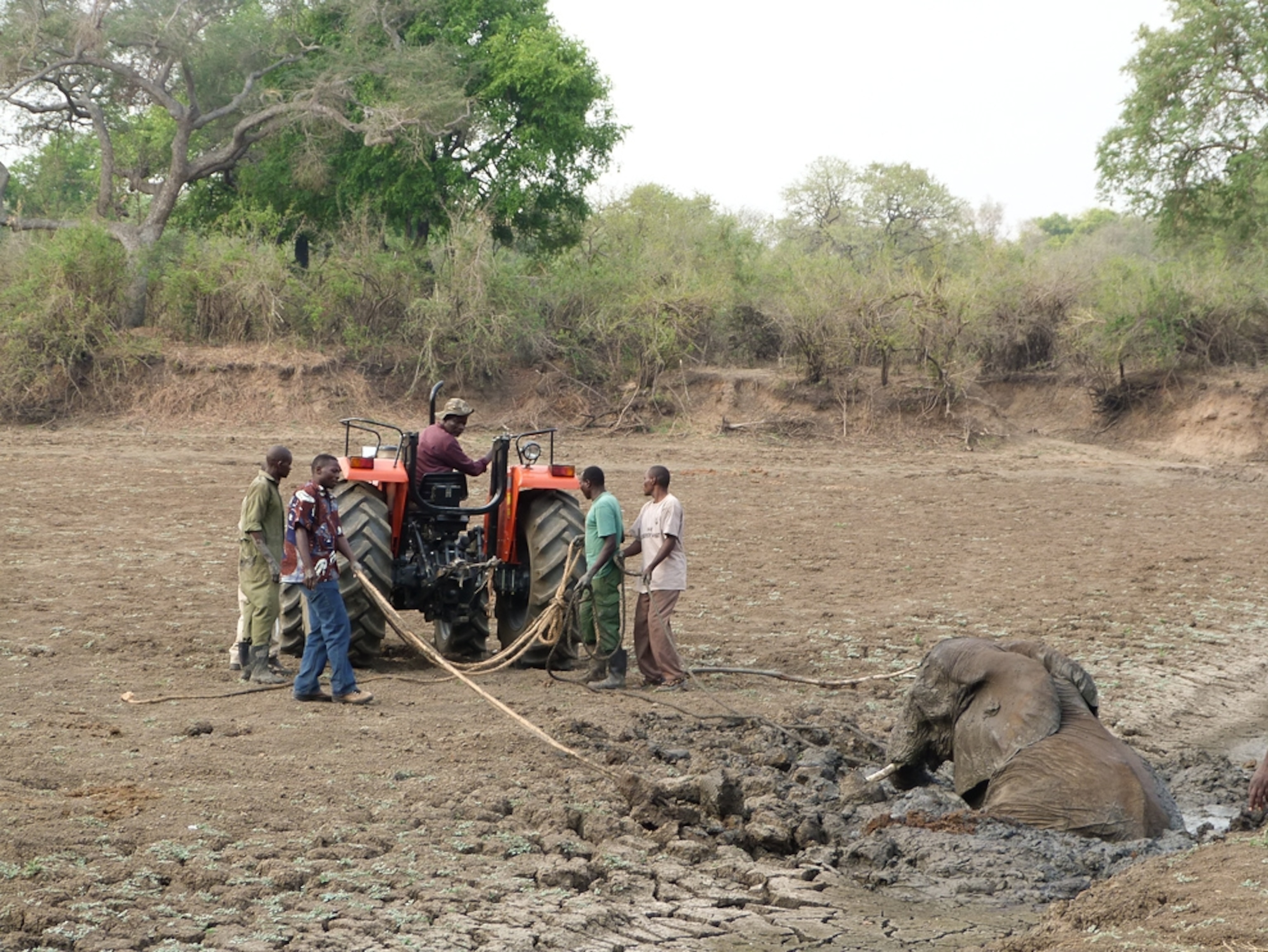 Elephant picture: workers try to rescue the mother elephant