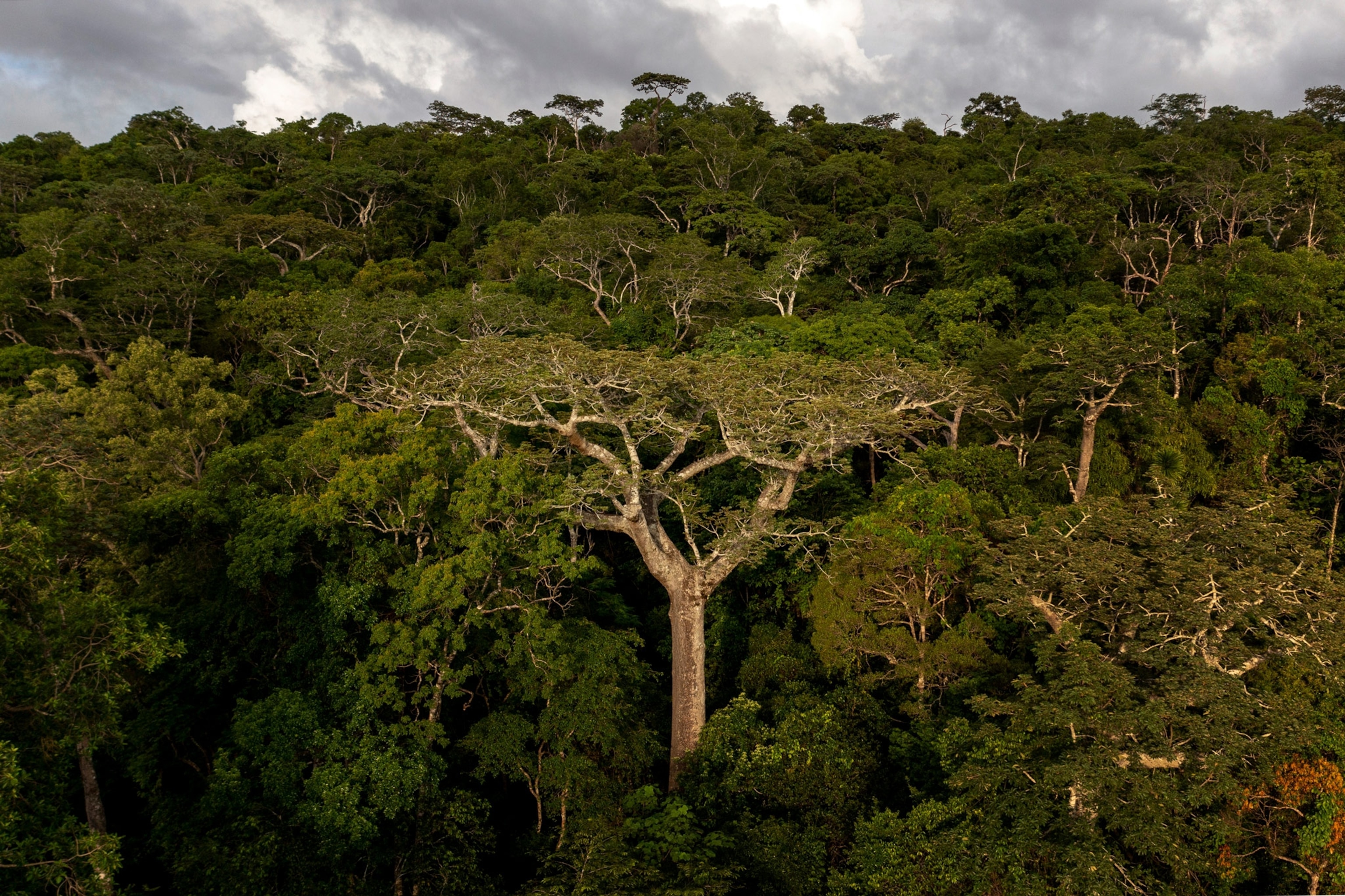Madagascar’s sacred trees face existential threats in a changing world