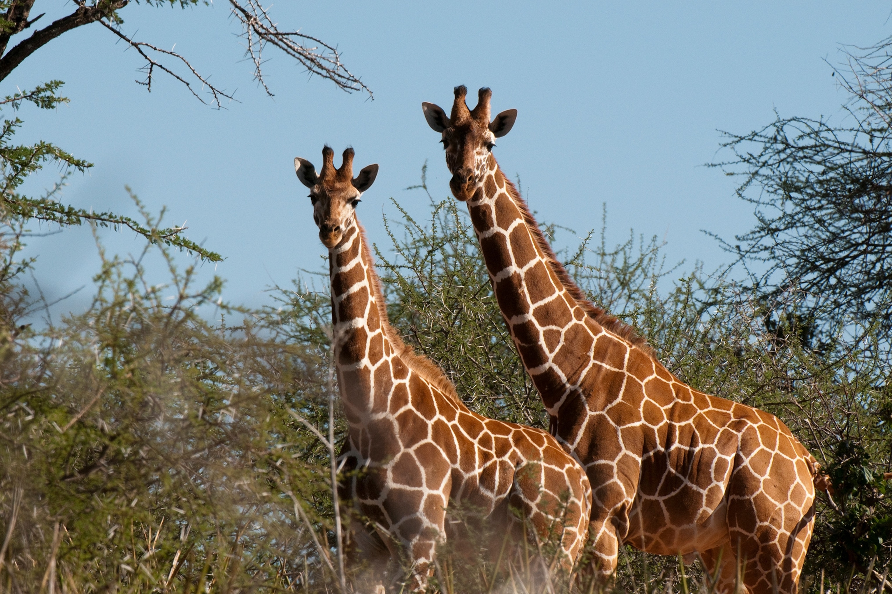 Подобранные животные. Жираф и Дельфин. Wild animals Live. Kimble County Wild animals. Why Giraffes can eat thorny Plants.