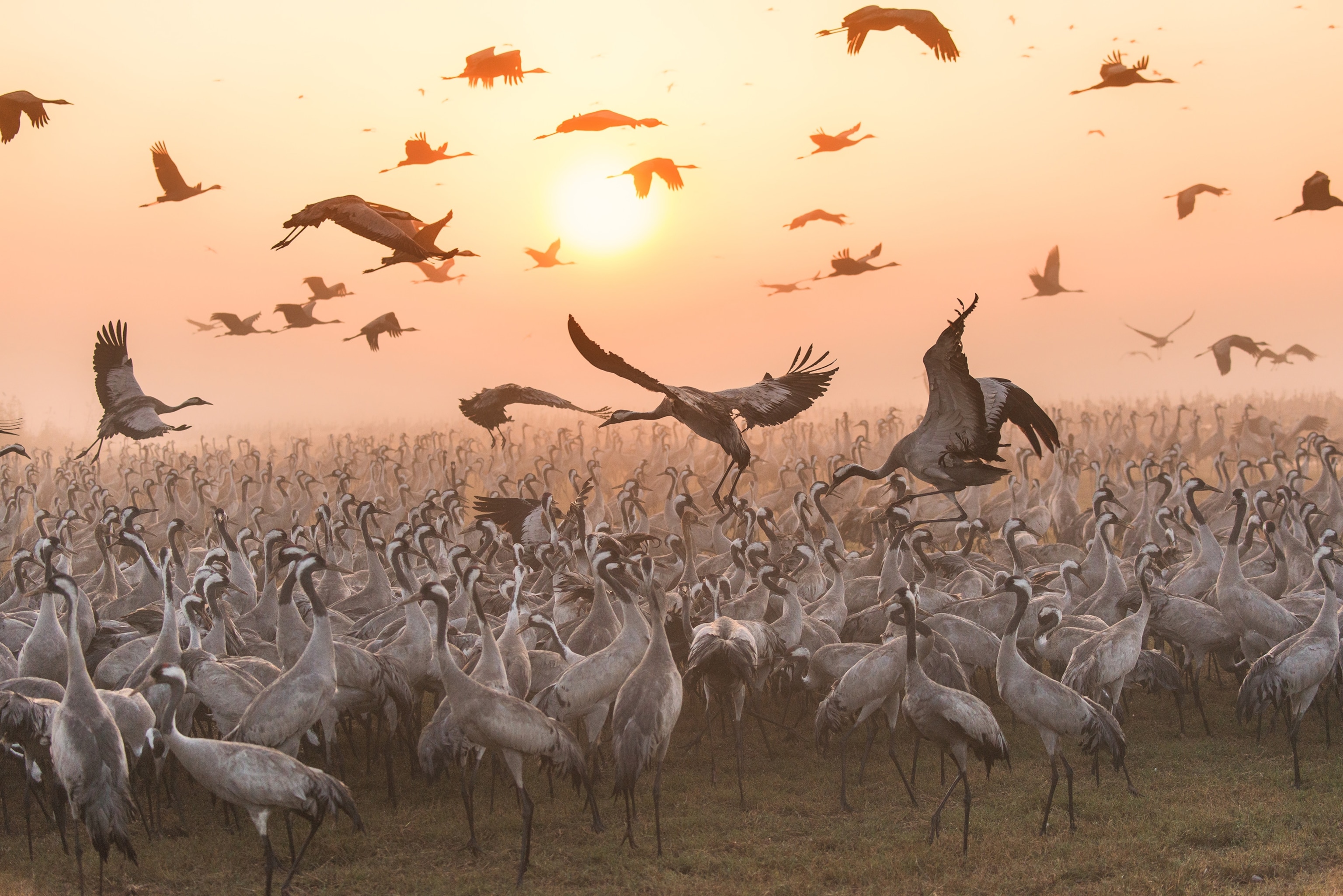 cranes flying in Israel