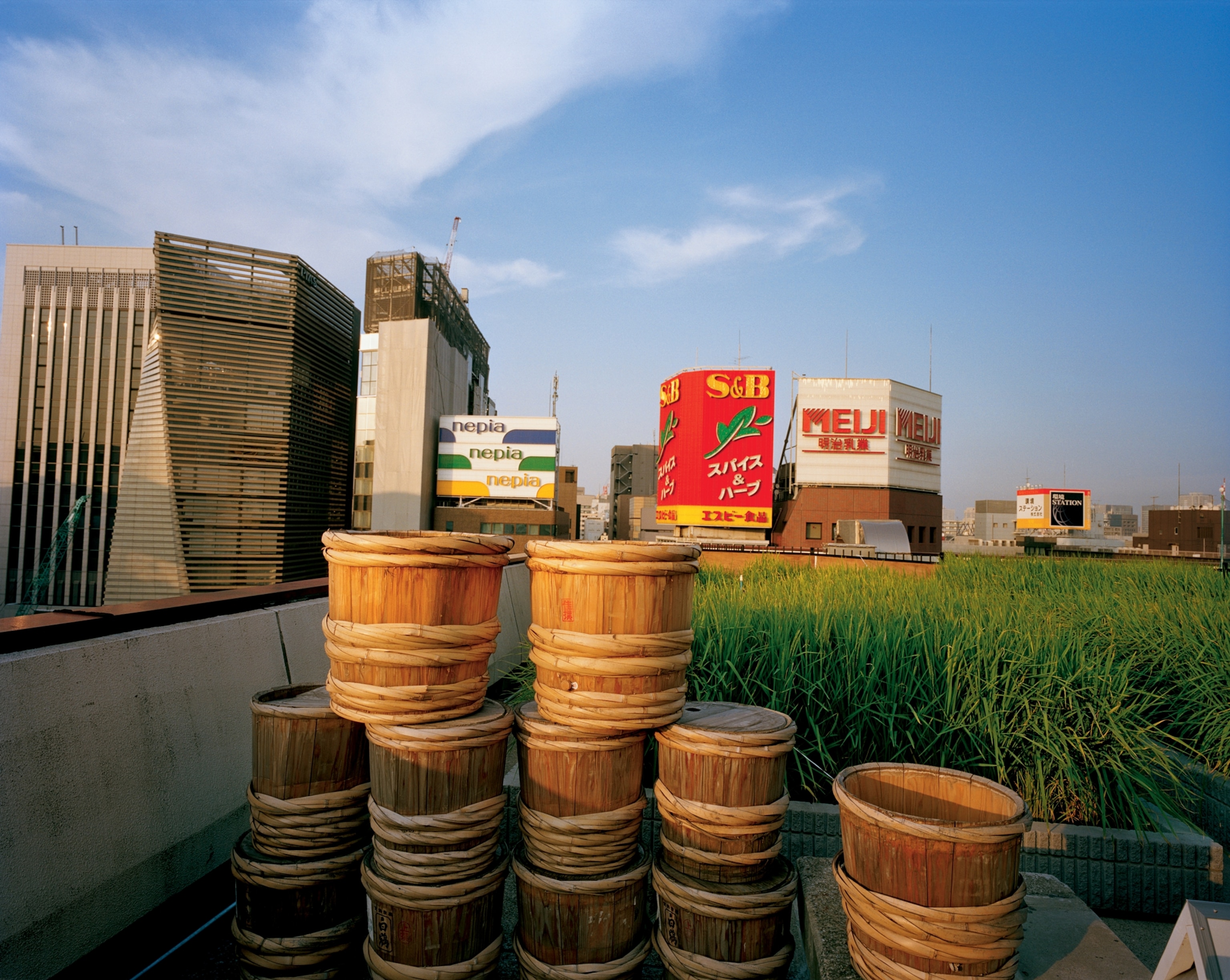 rice growing on the Hakutsuru sake building in Japan