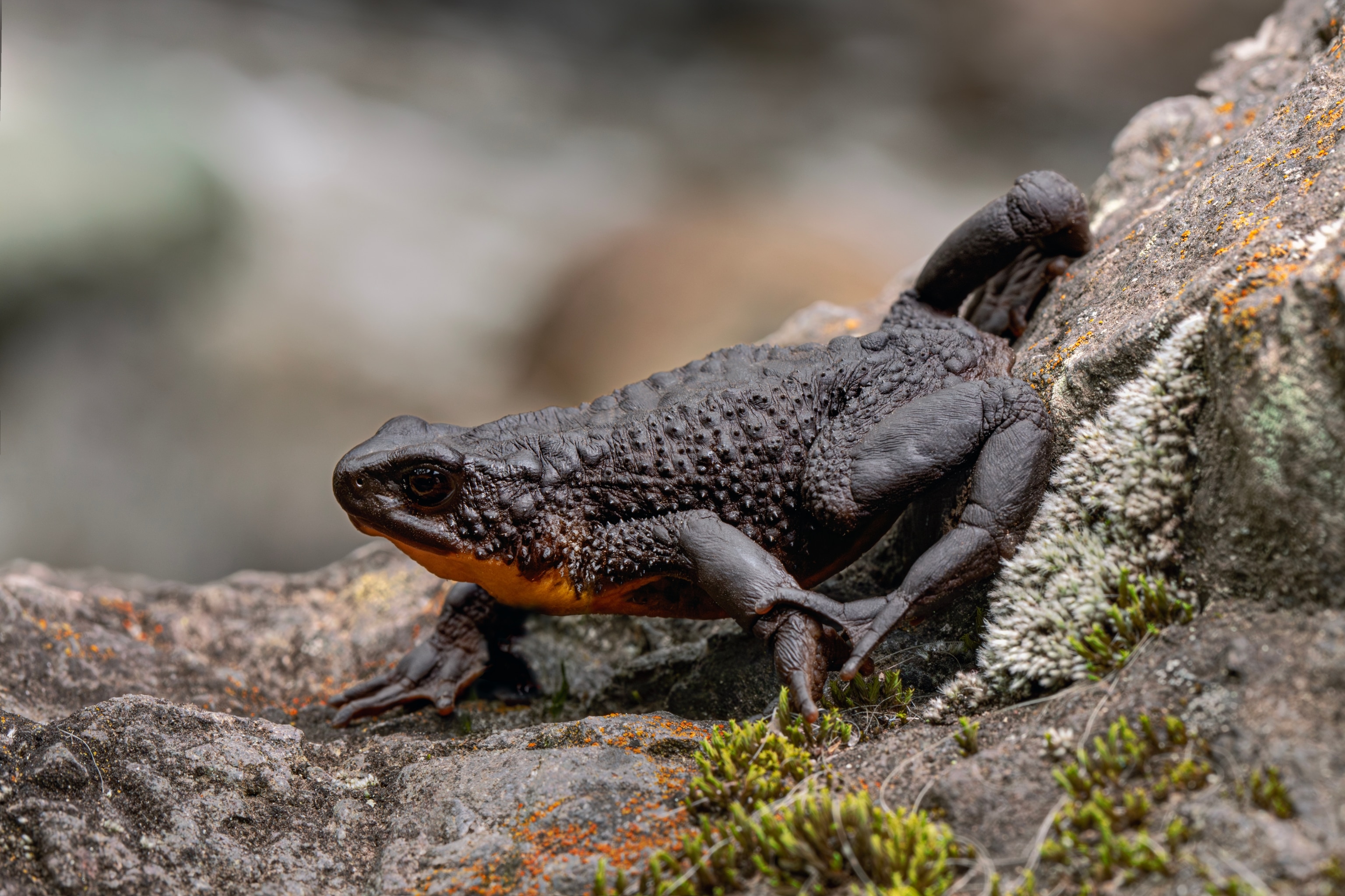 Up close photo of a black toad with an orange chest standing on a mossy rock looking to the left.