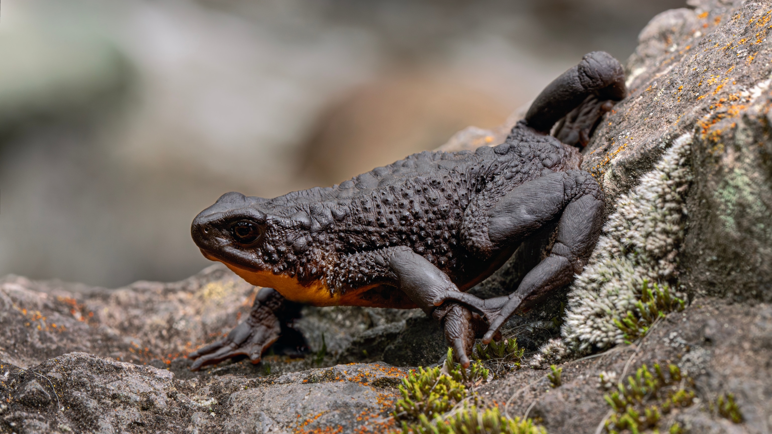 This Toad Is Fighting for Survival—and It Has a Lawyer