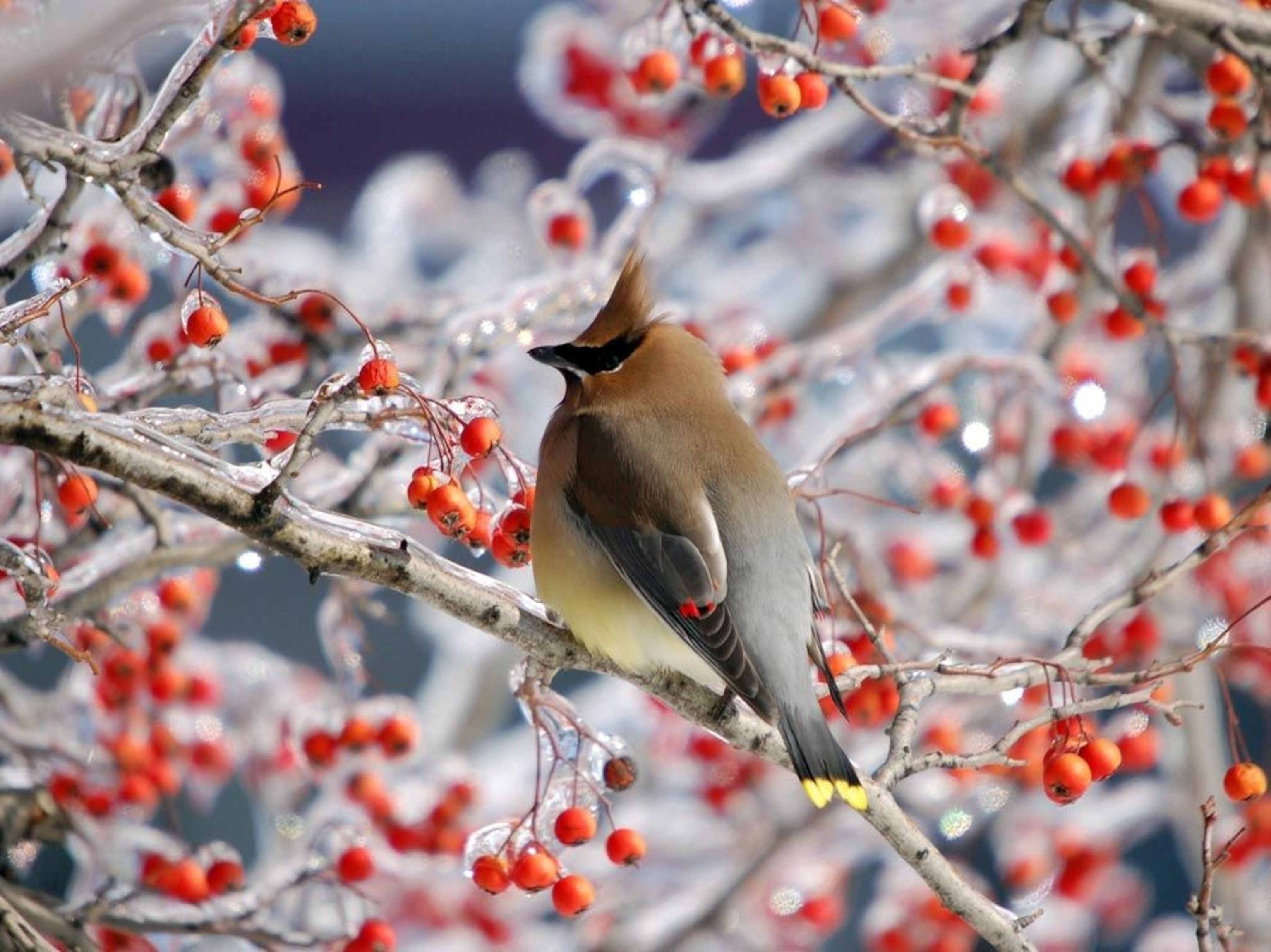 a bird sitting on frozen branches