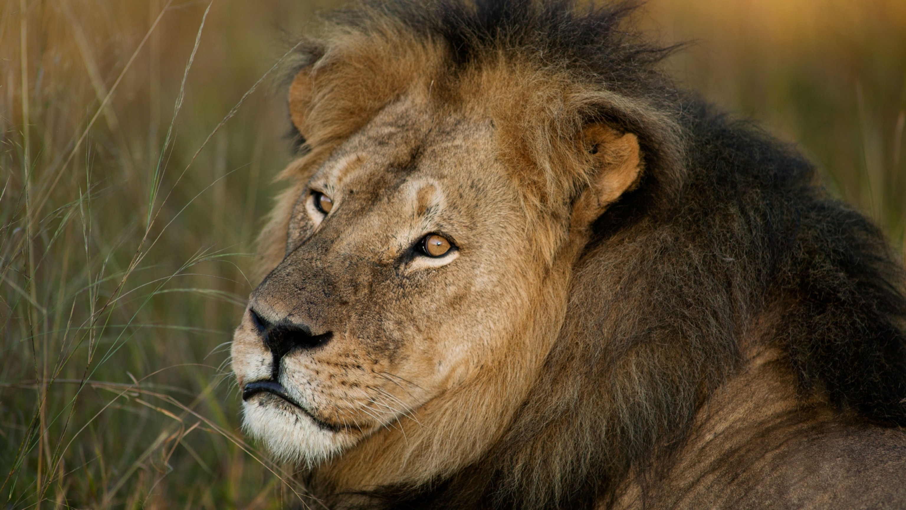 The Death Of Cecil The Lion Highlights Trophy Hunting As A Controversial Sport