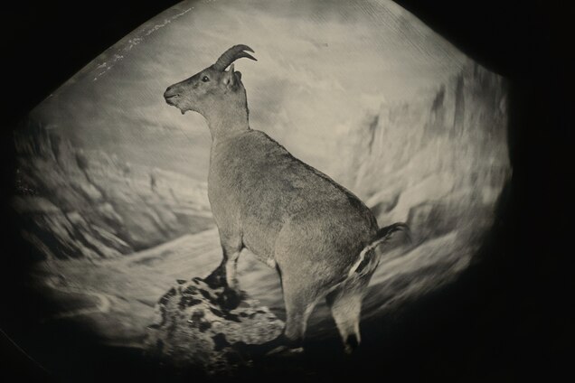 Bringing Them Back To Life