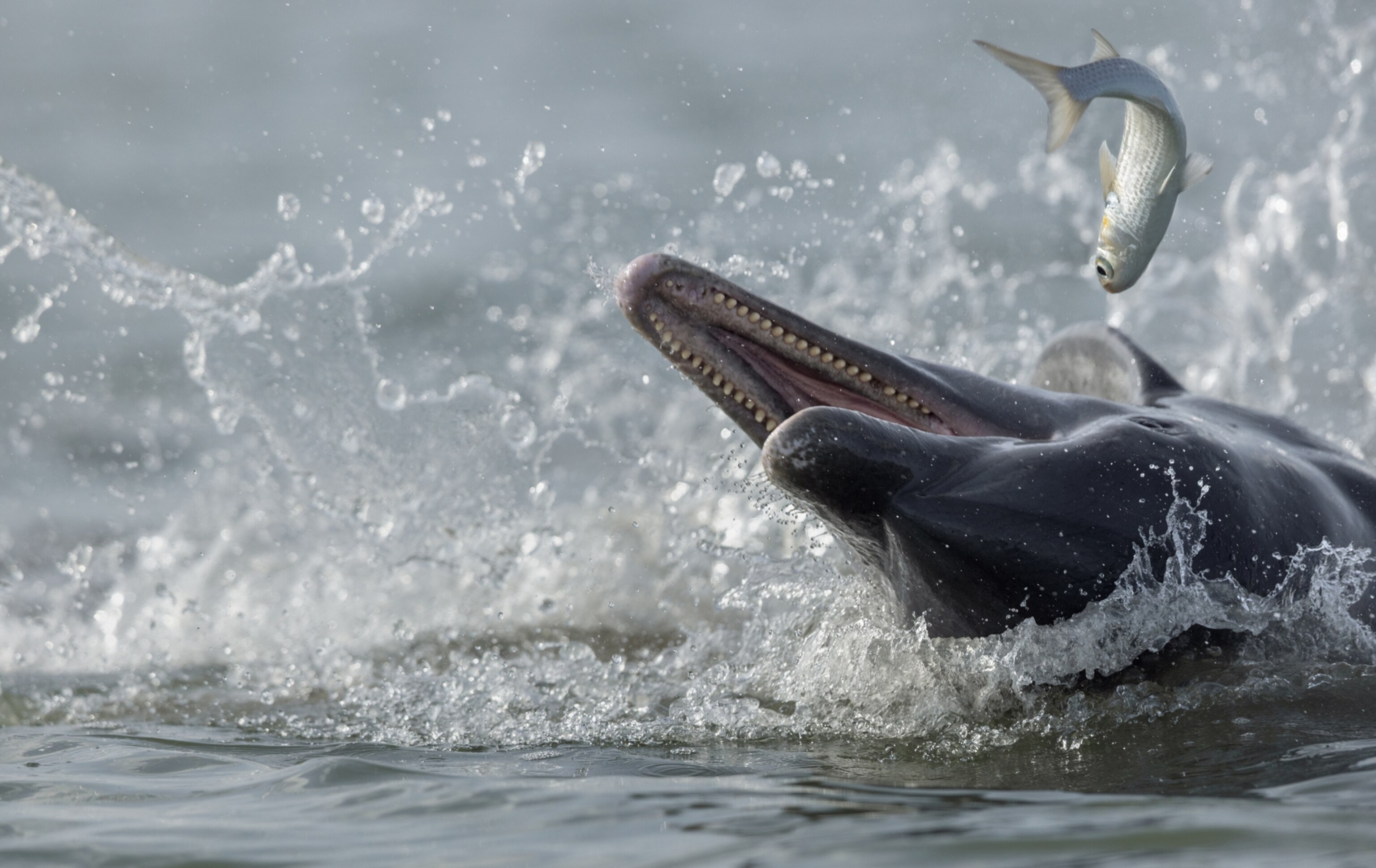 A dolphin eating a fish