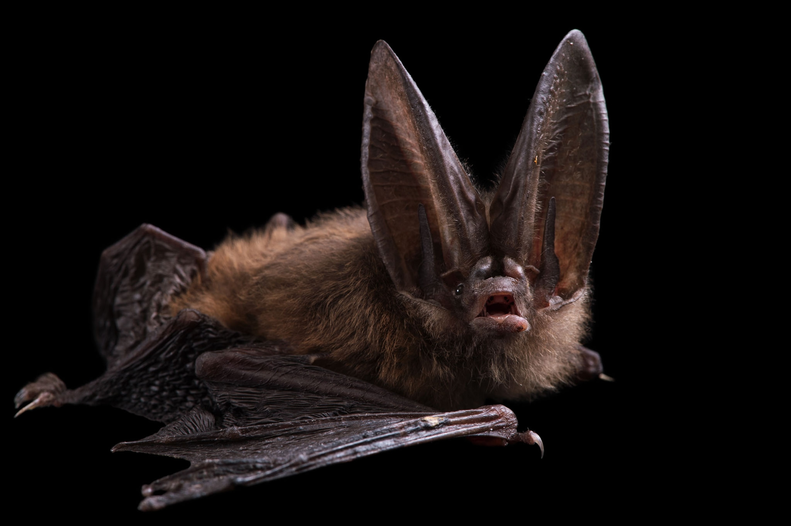 16 Incredible Pictures Show the Beauty of Bats National Geographic