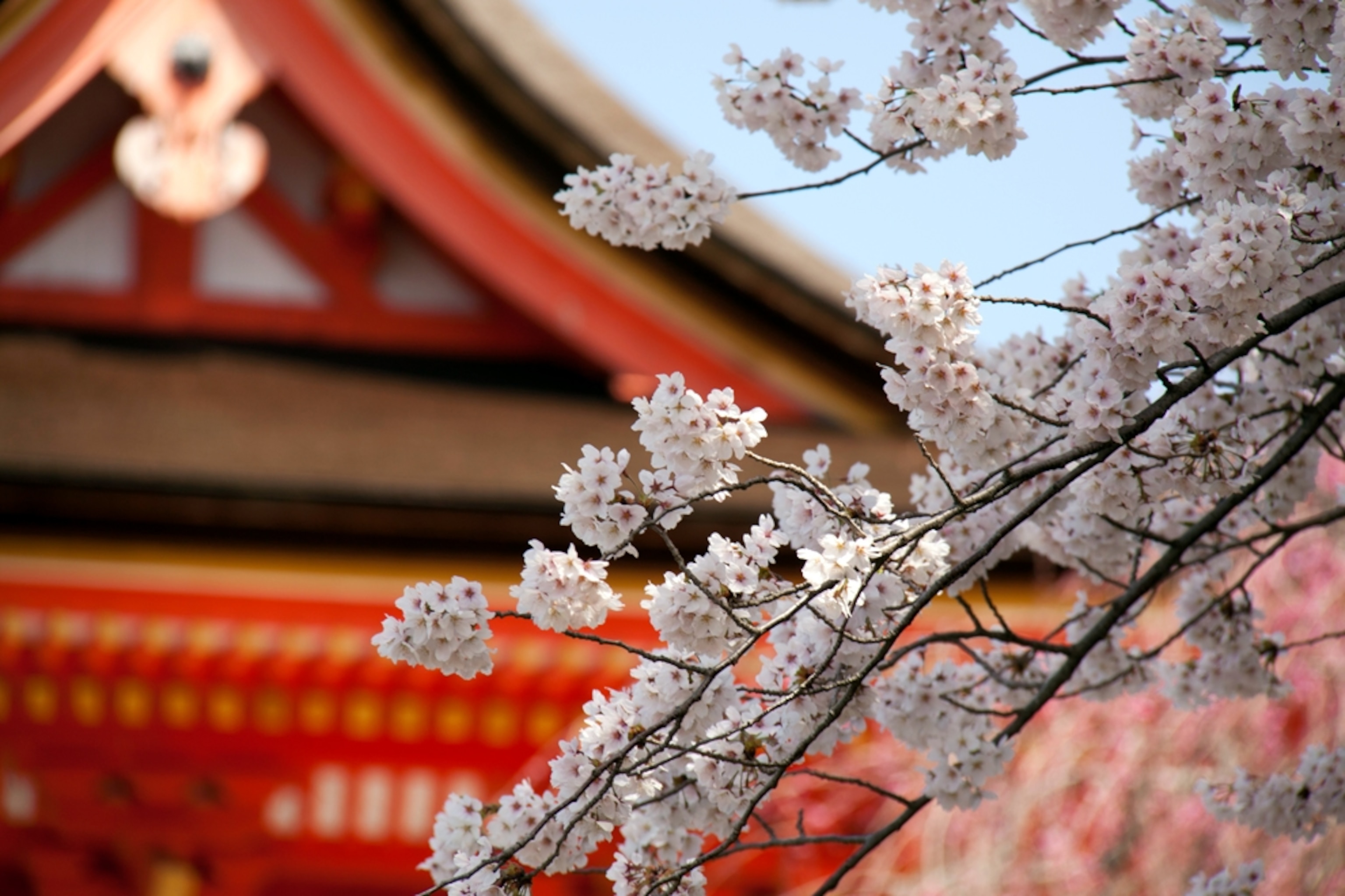 Cherry blossoms in front of Japanese temple