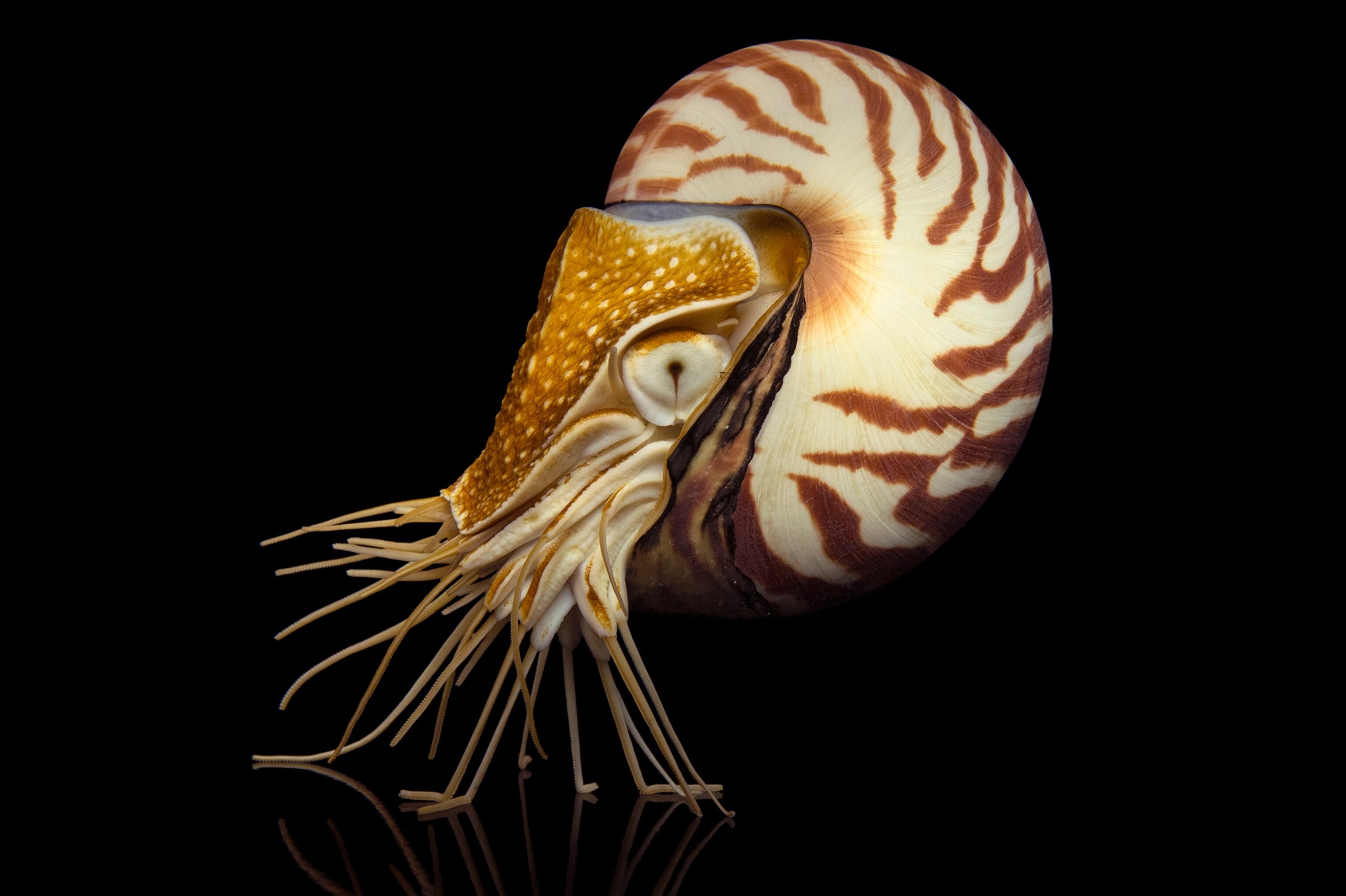 a nautilus
