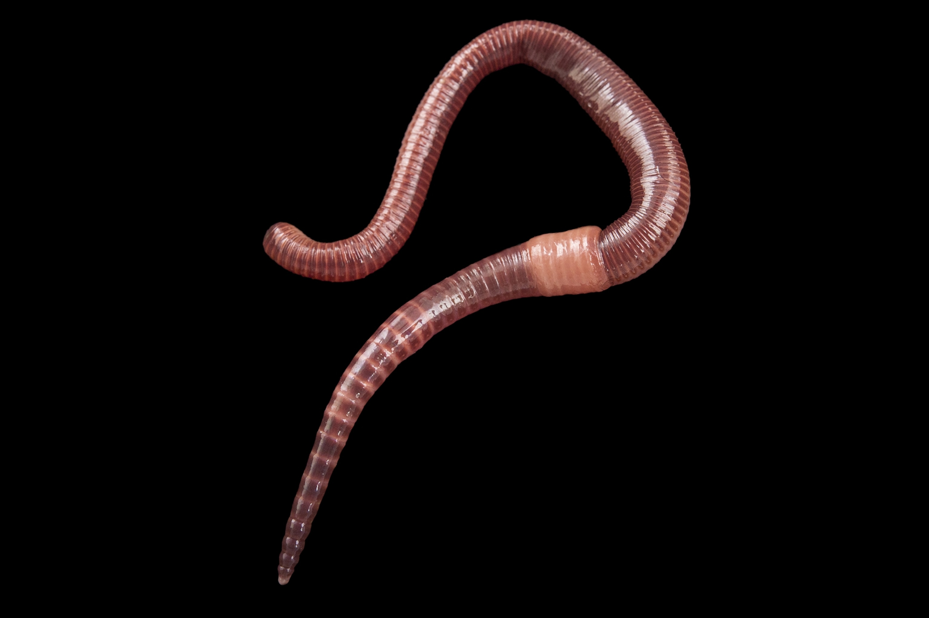 Earthworm National Geographic