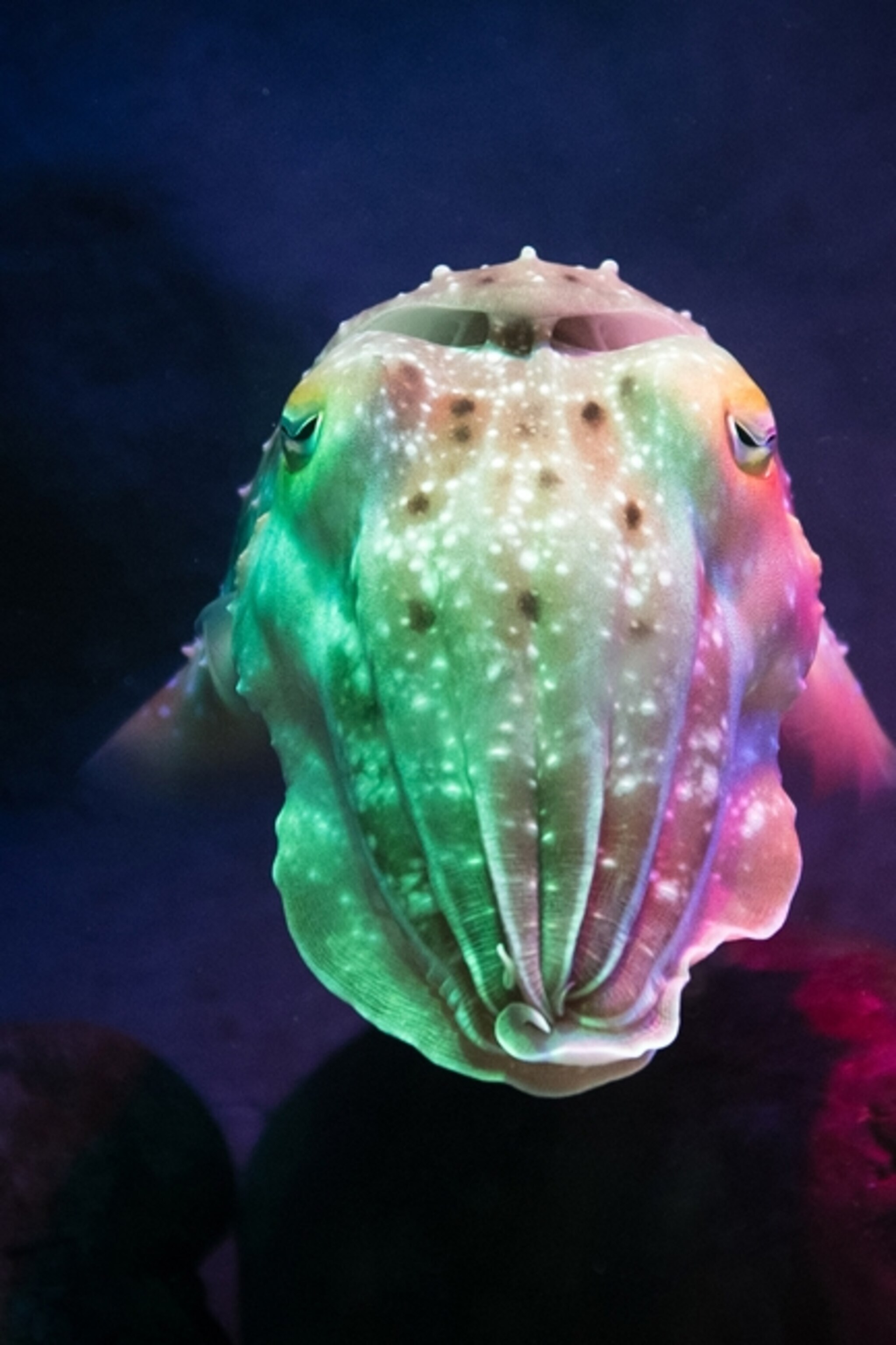 Octopuses, and Maybe Squid, Can Sense Light With Their Skin
