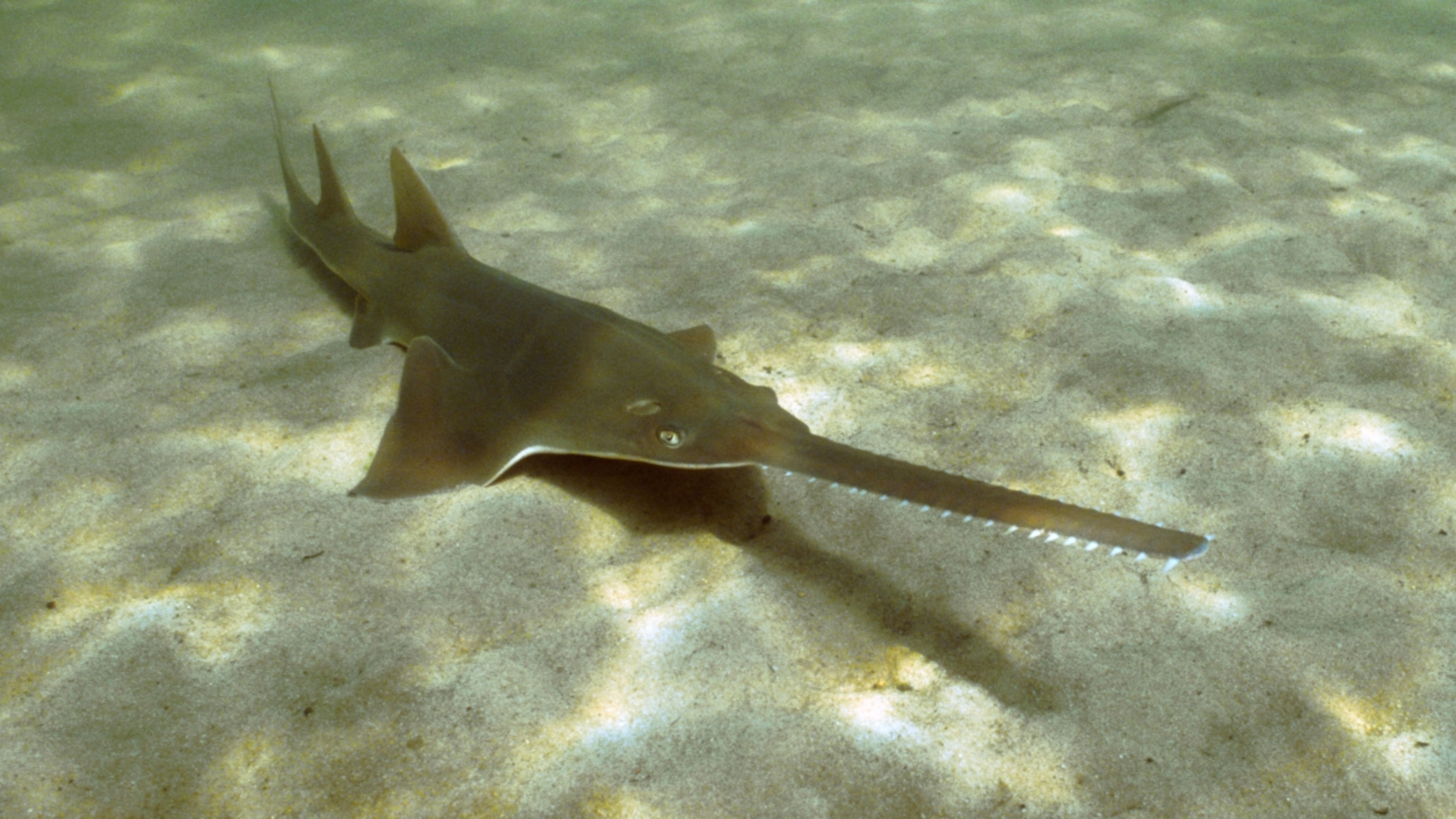 In Australia, Aboriginal rangers race to save the last sawfish
