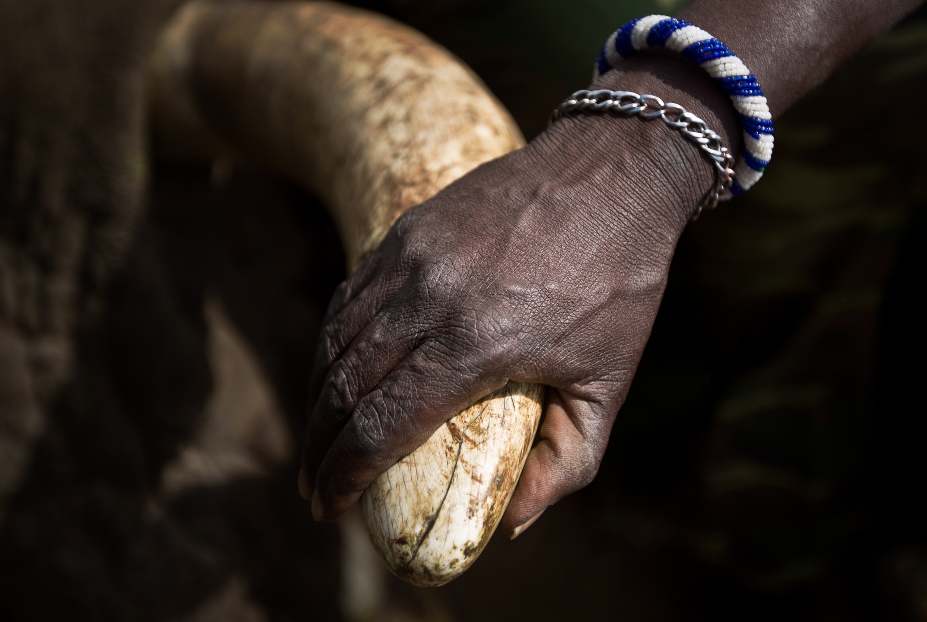 Kenyan Wildlife Ranger Charles Chepkowny posing with an elephant tusk in the Tsavo East national park, Kenya.