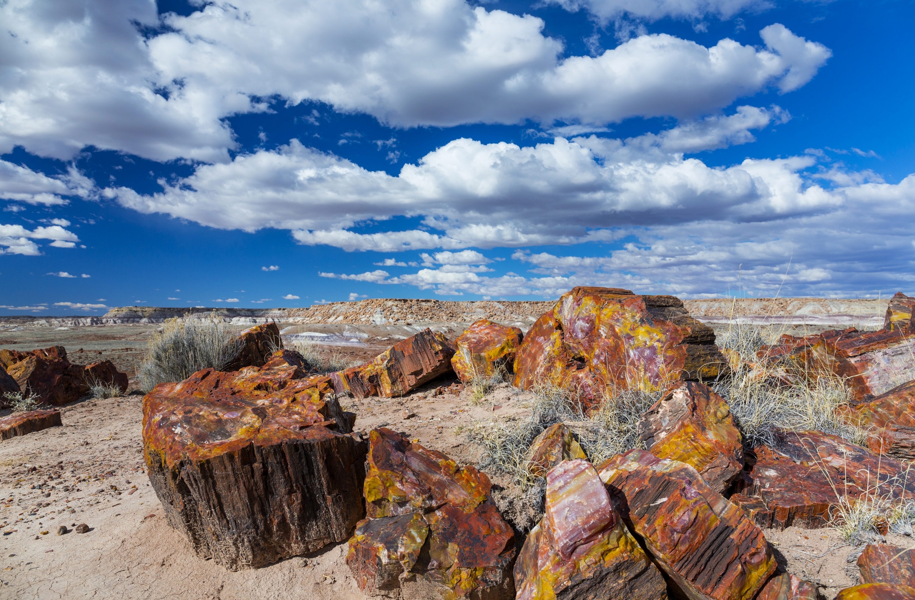 petrified wood in Petrified Forest National Park, Arizona