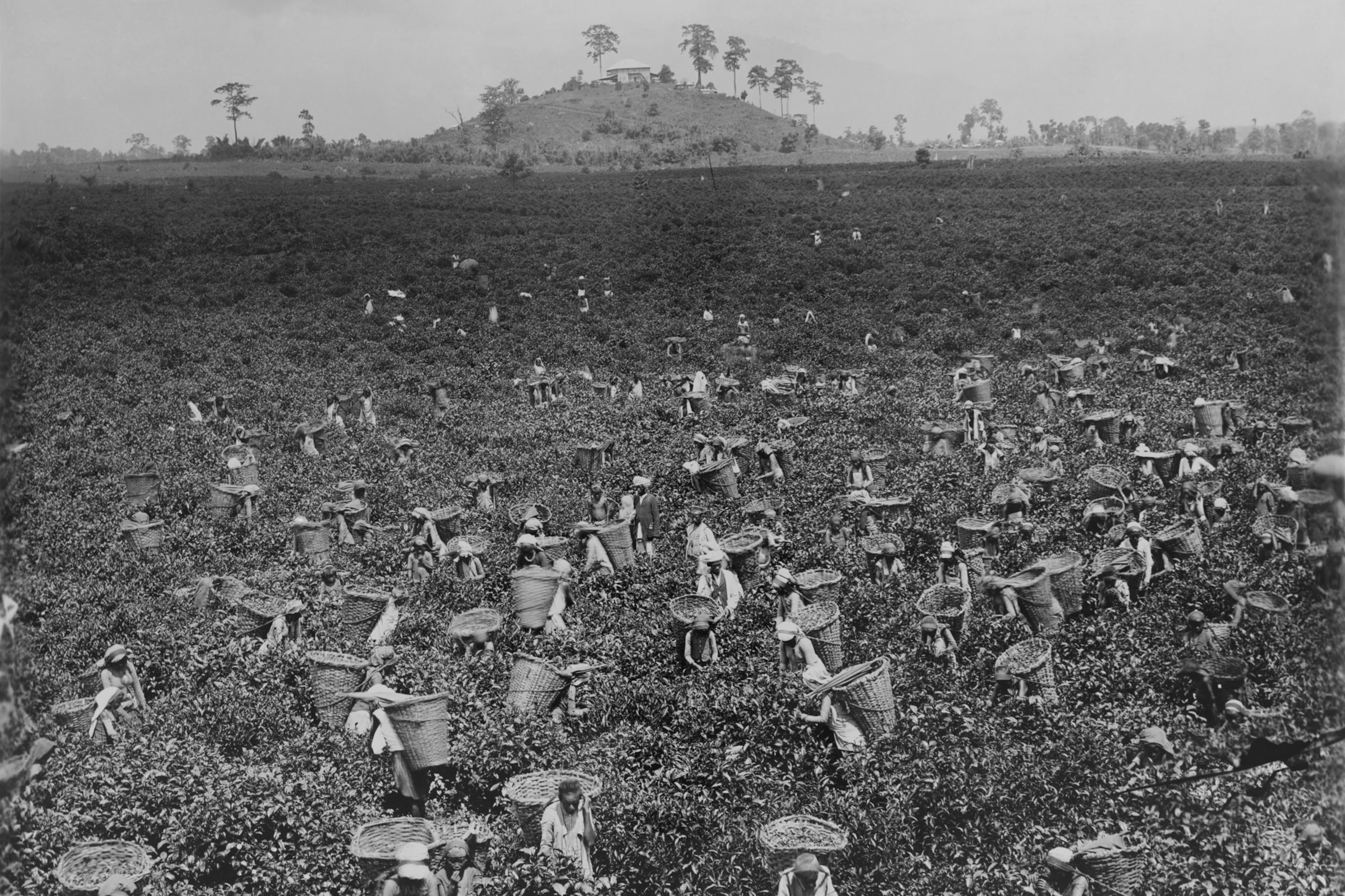 people picking tea in India