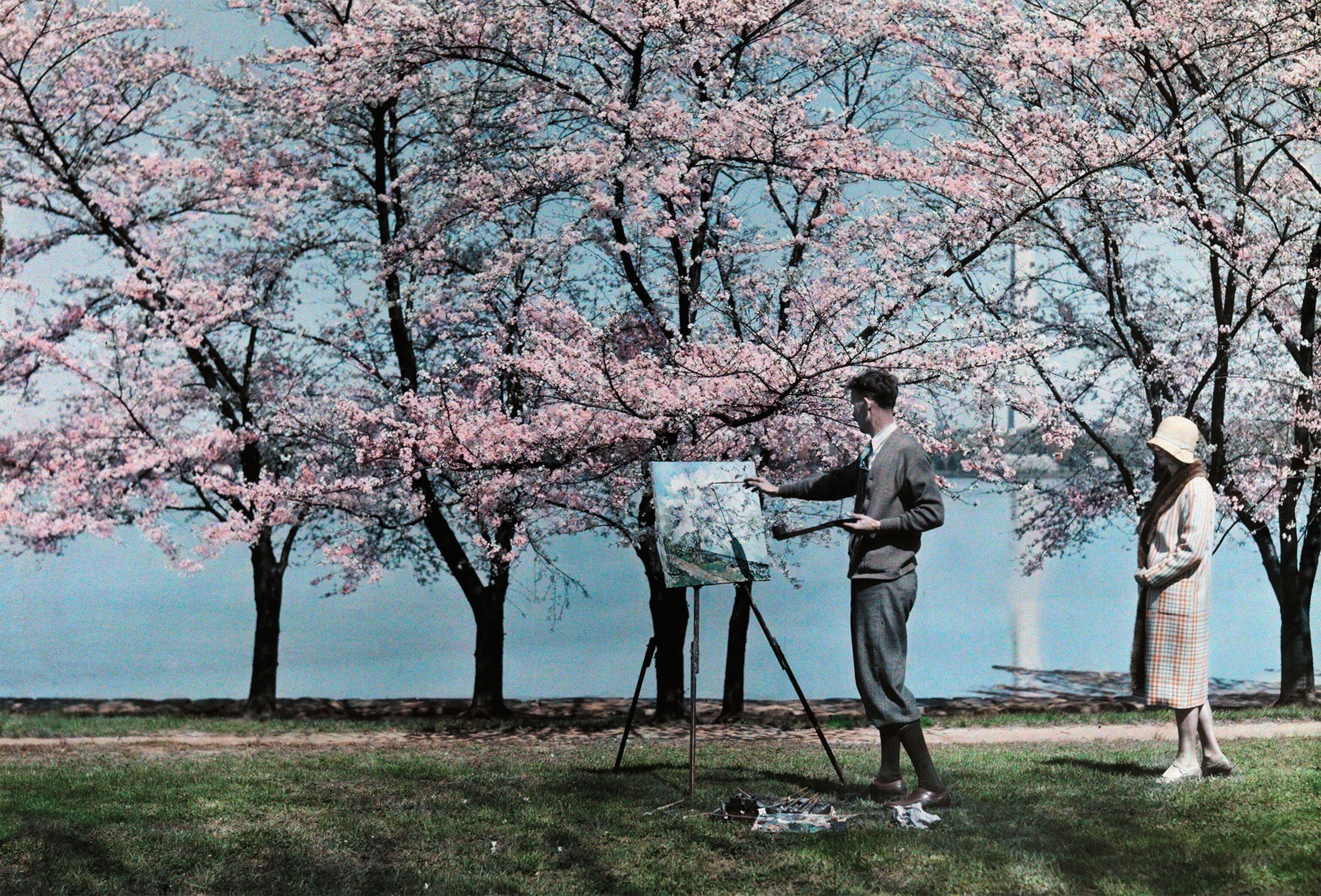 a man painting near the cherry blossoms