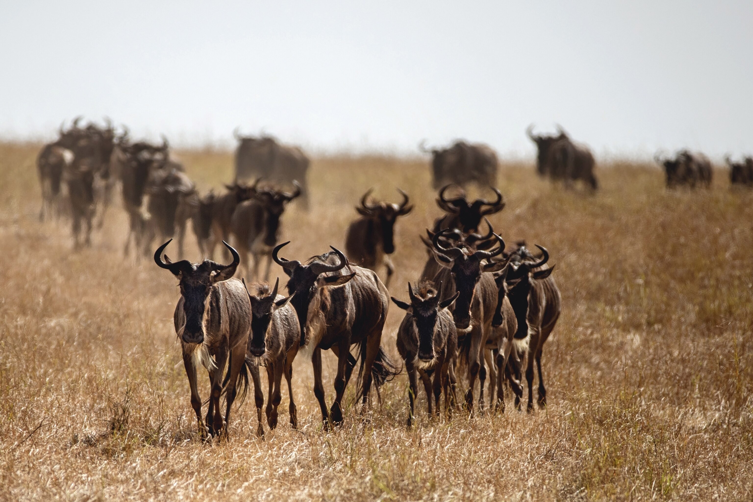 Wilderbeest charge in a herd through the desert