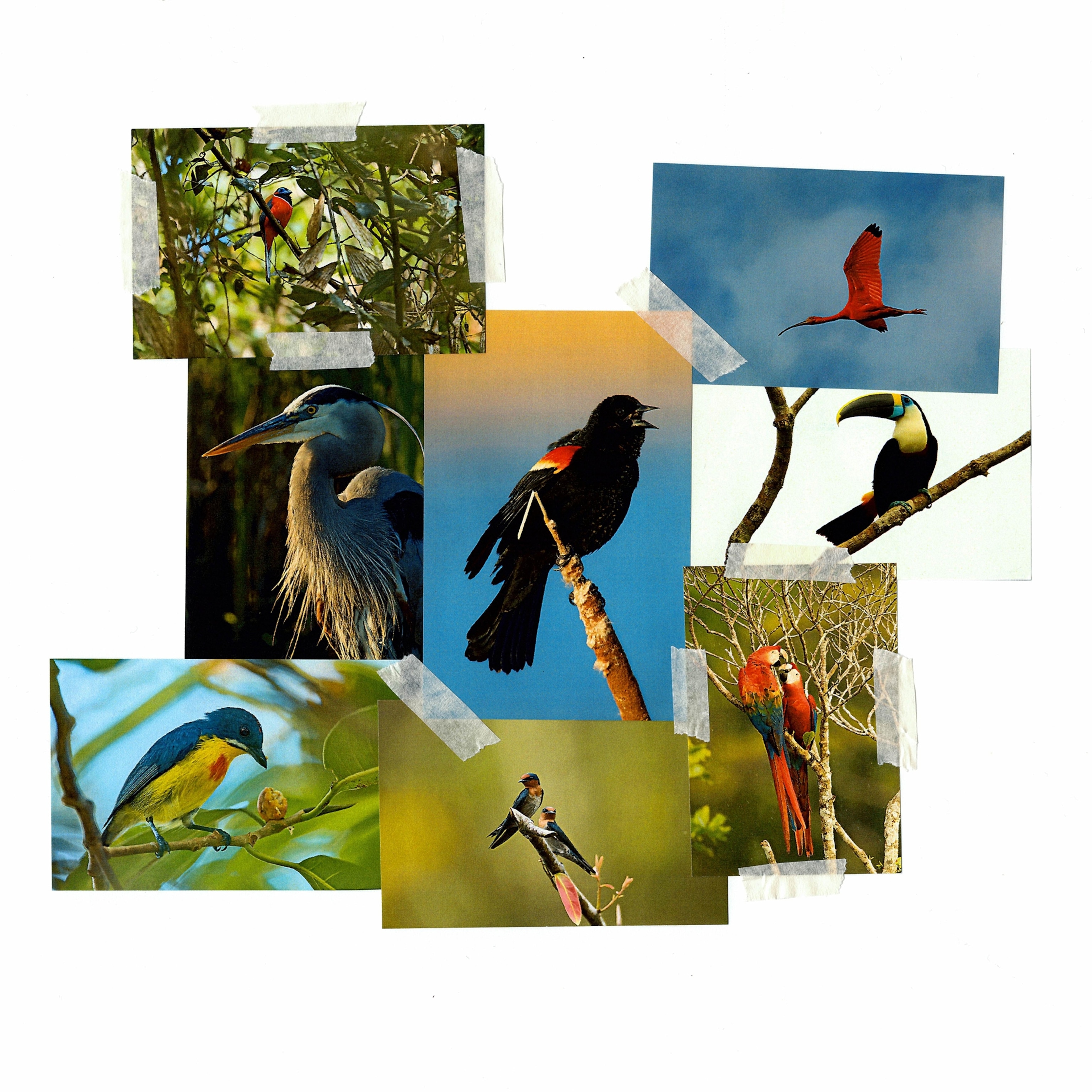 An analogue collage of different photos of birds held together with masking tape.