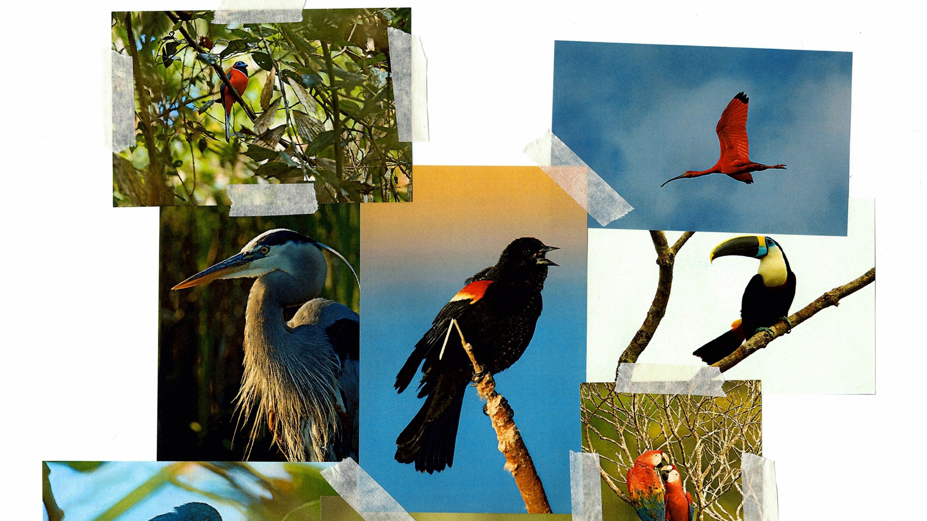 A Beginner’s Guide to Photographing Birds